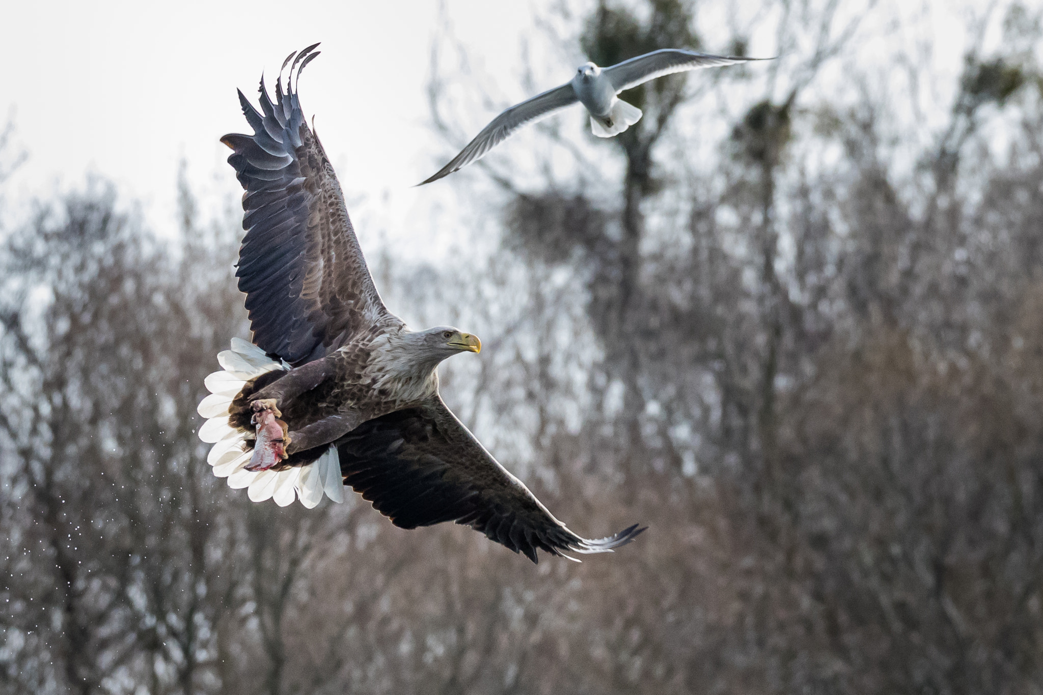 150-600mm F5-6.3 DG OS HSM | Sports 014 sample photo. White-tailed eagle - 4 photography
