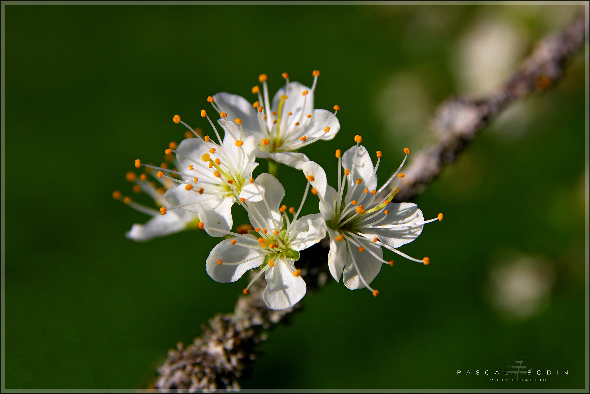 Canon EOS 60D sample photo. Fragile pétales photography