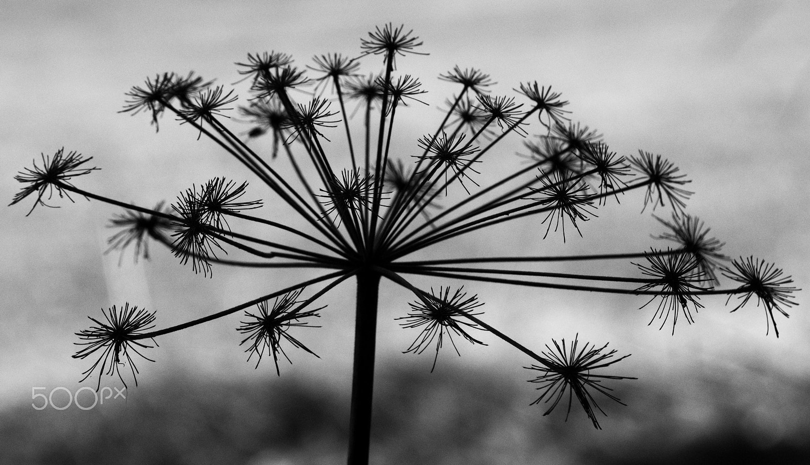 55.00 - 200.00 mm f/4.0 - 5.6 sample photo. Stars on the pole photography