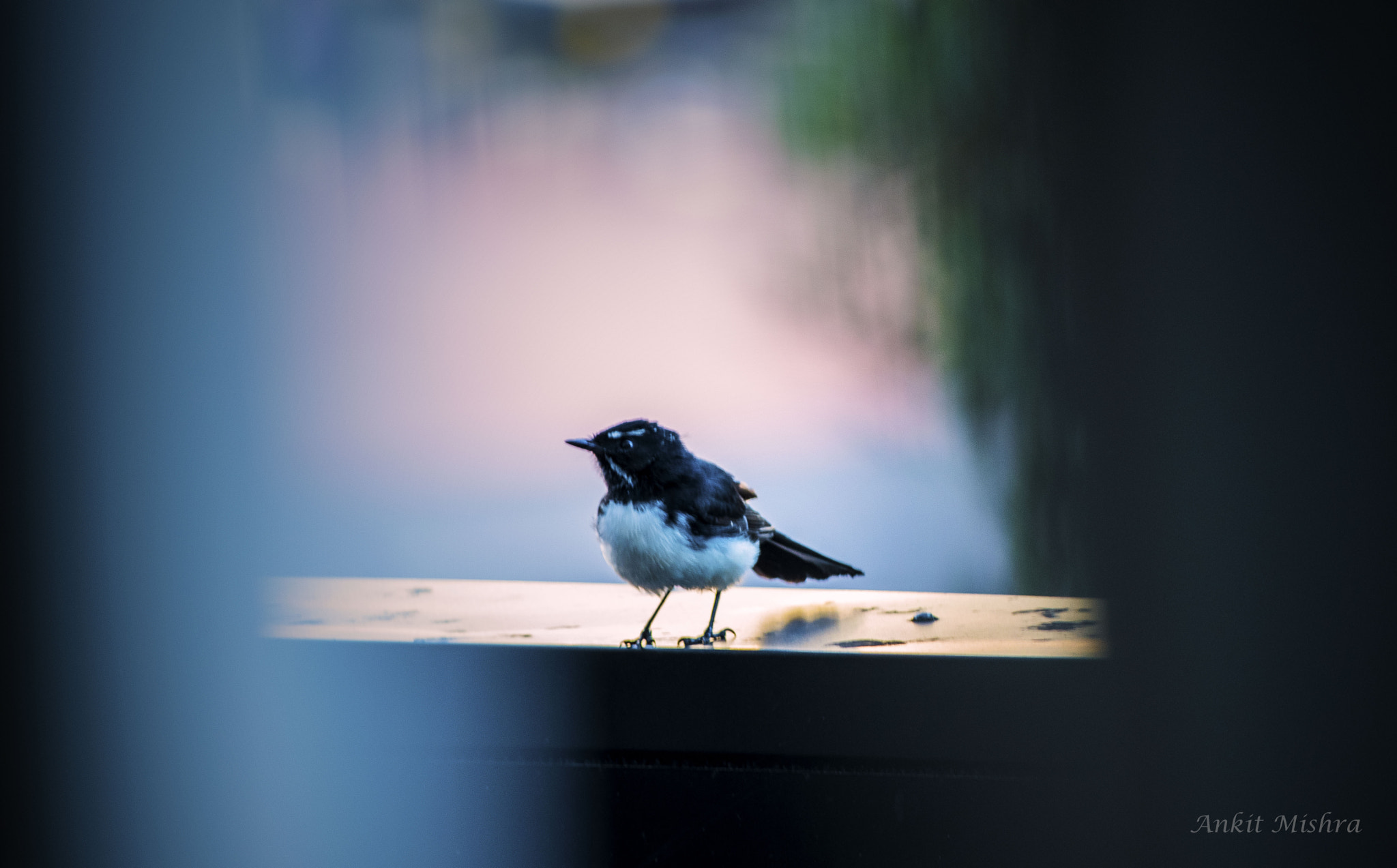 Nikon D5500 sample photo. Birdie!! photography