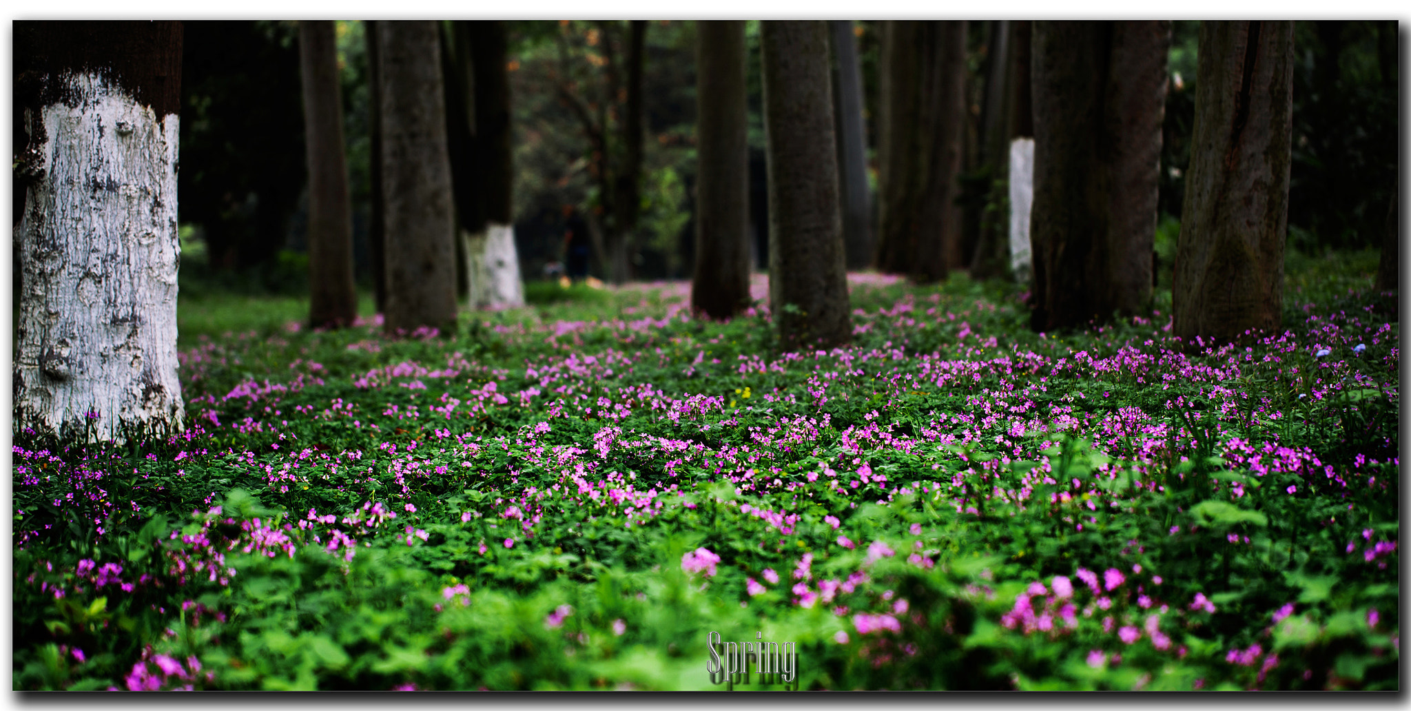 Canon EF 100mm F2.8L Macro IS USM sample photo. Spring photography