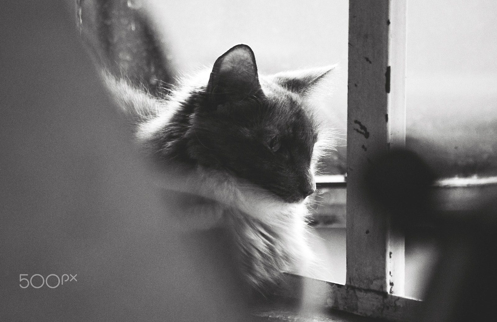 Nikon D90 sample photo. The stalker becomes the stalked.. photography