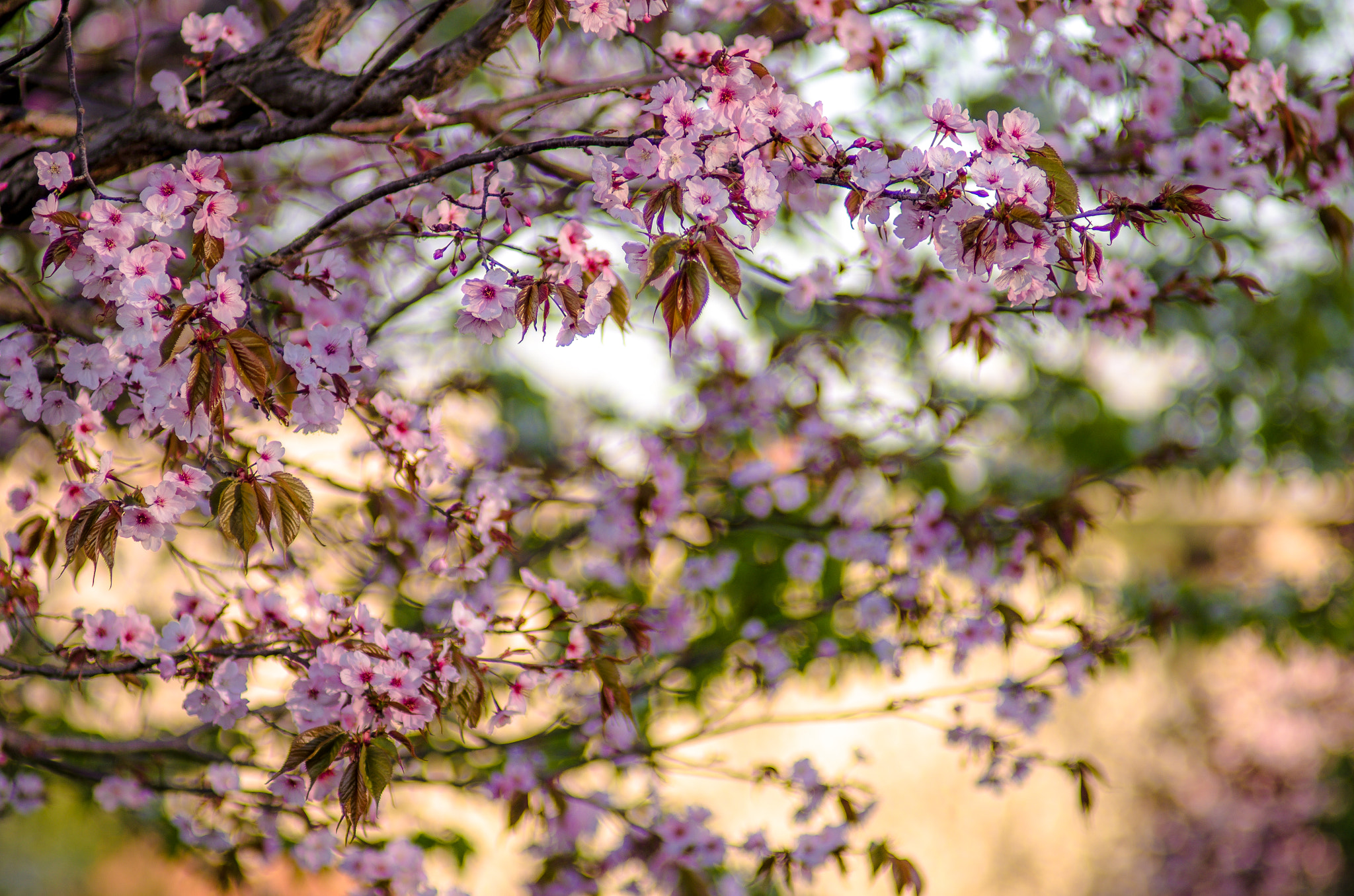 Pentax K-5 IIs + A Series Lens sample photo. Flowers in milan photography