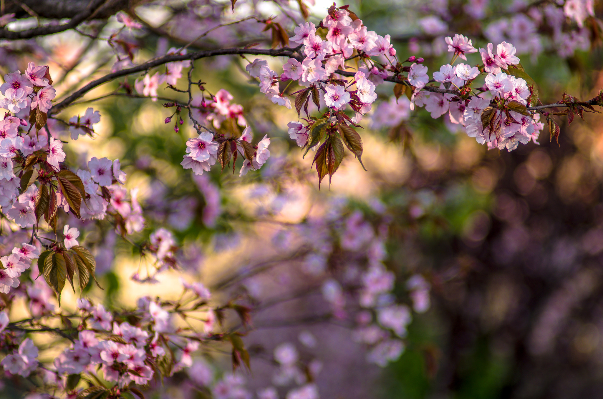 Pentax K-5 IIs + A Series Lens sample photo. Flowers in milan photography