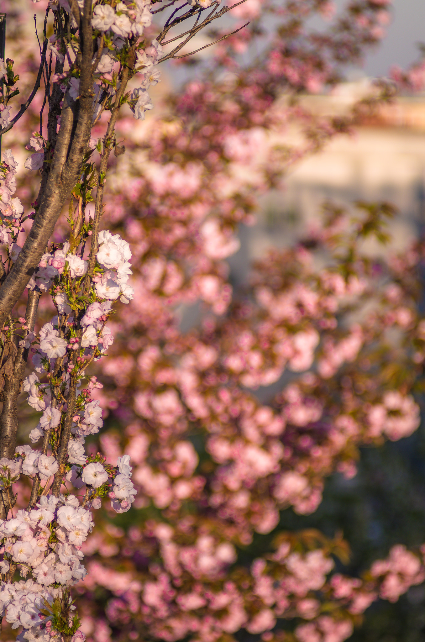 Pentax K-5 IIs + A Series Lens sample photo. Flowers in milan photography