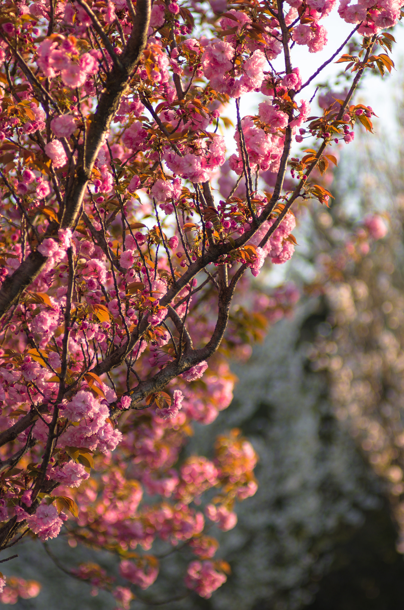 Pentax K-5 IIs sample photo. Flowers in milan photography