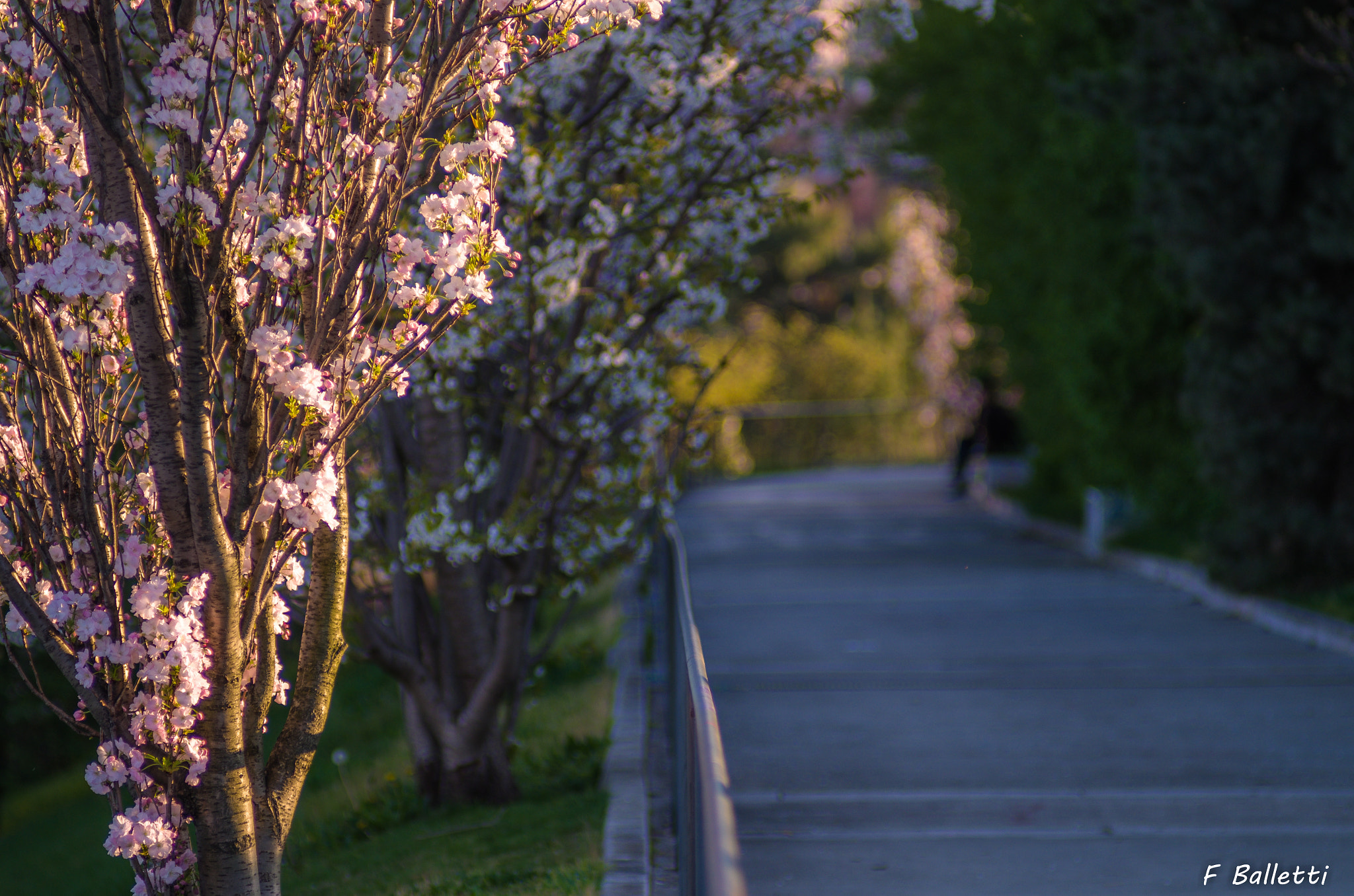 Pentax K-5 IIs + A Series Lens sample photo. Flowers in milan photography