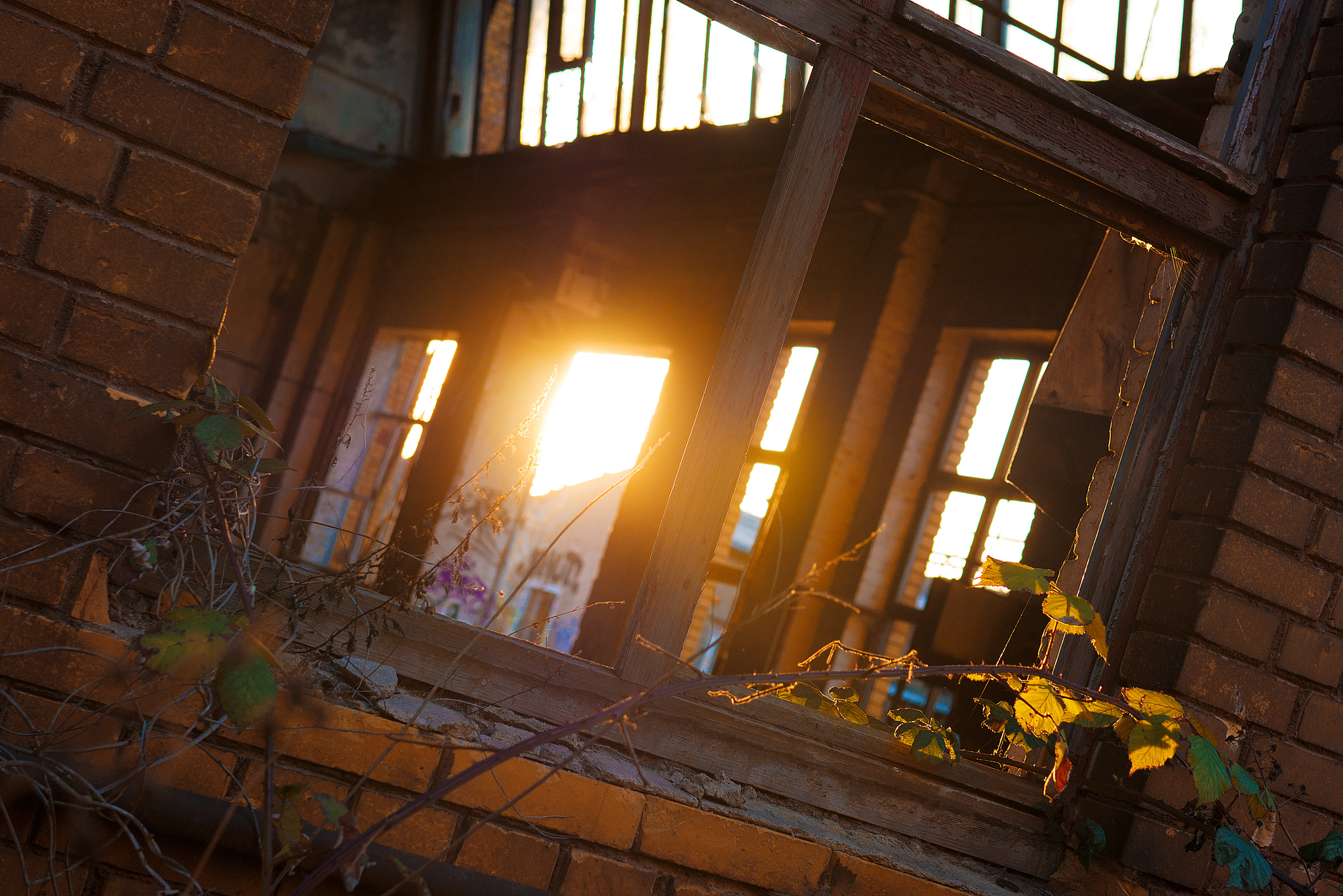 Panasonic DMC-G70 + Sigma 30mm F1.4 DC DN | C sample photo. Gold. photography