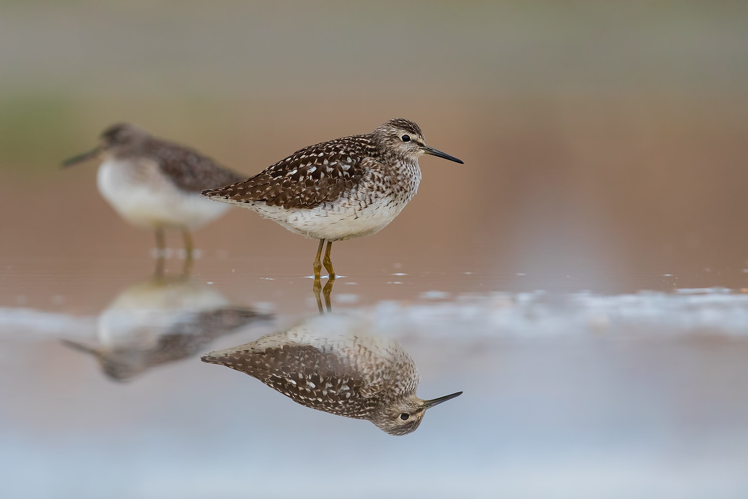 Canon EF 600mm F4L IS II USM sample photo. Wood sandpiper photography