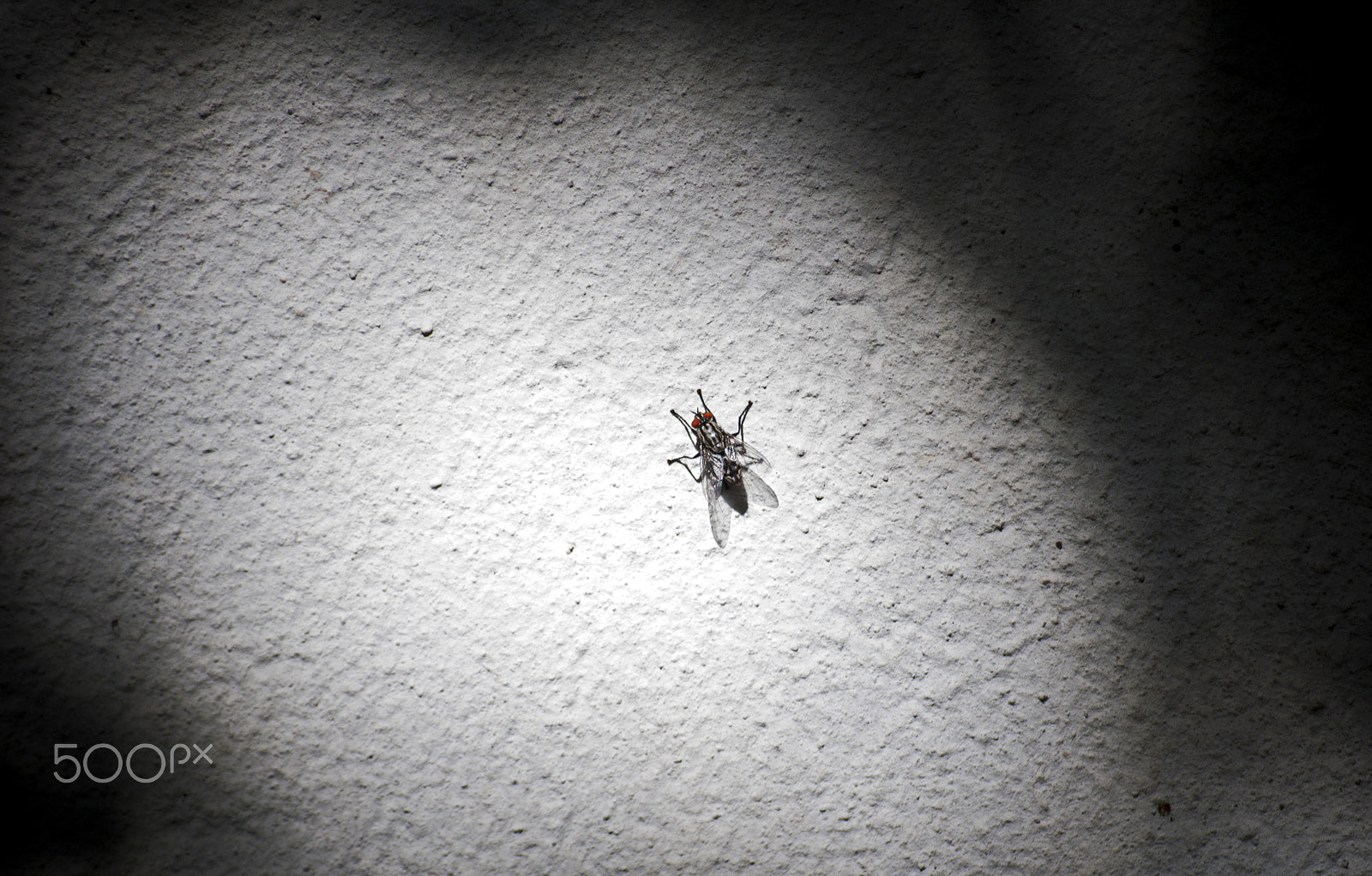Nikon D90 sample photo. In the spotlight.. photography