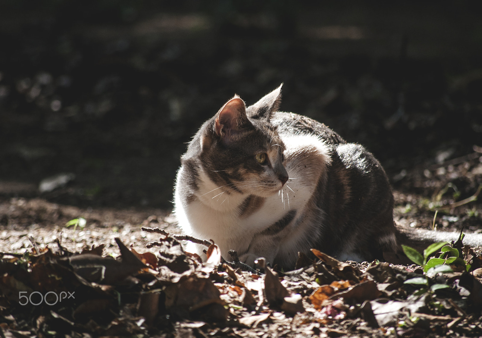Nikon D90 sample photo. Mood : alert - solution : just stay, it'l go away... photography
