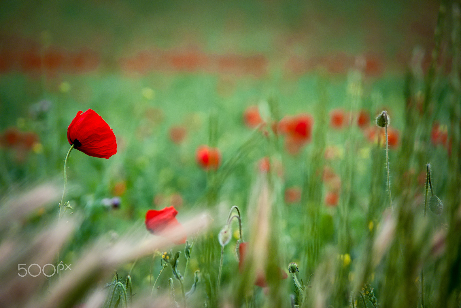 Nikon D3000 sample photo. The only red. photography