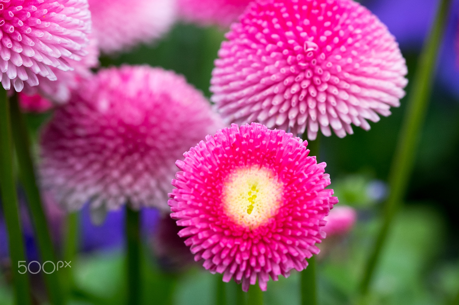 Fujifilm X-T1 + Fujifilm XF 60mm F2.4 R Macro sample photo. It's spring 4 photography