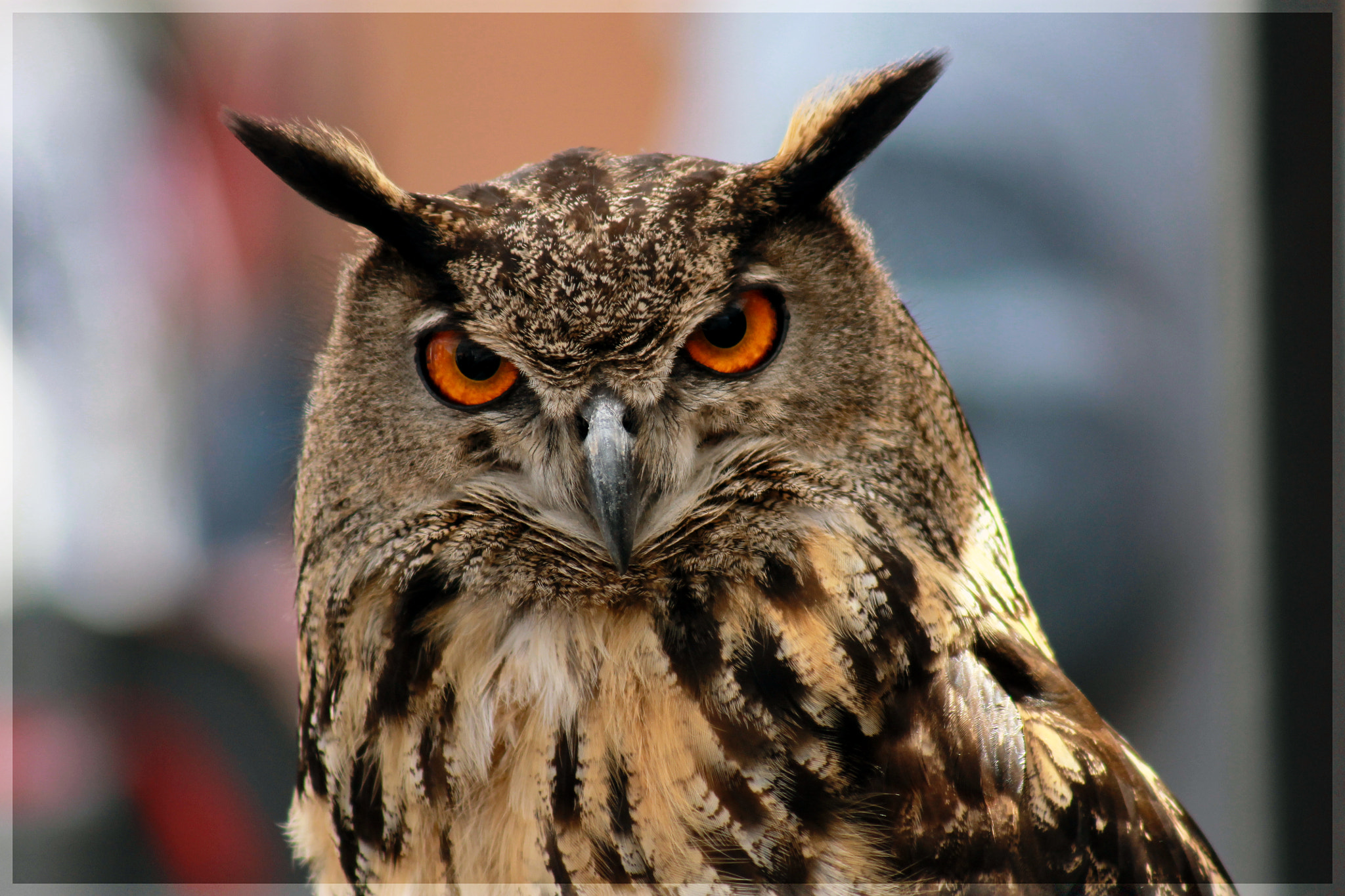 Canon EF 75-300mm f/4-5.6 USM sample photo. Eyes that see everything photography