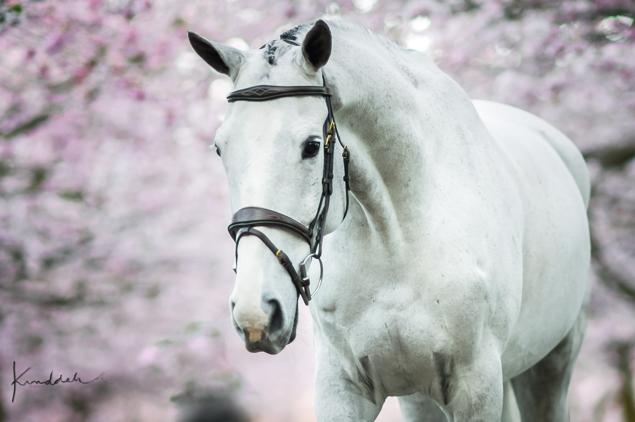 Nikon D3S sample photo. Sakura time photography