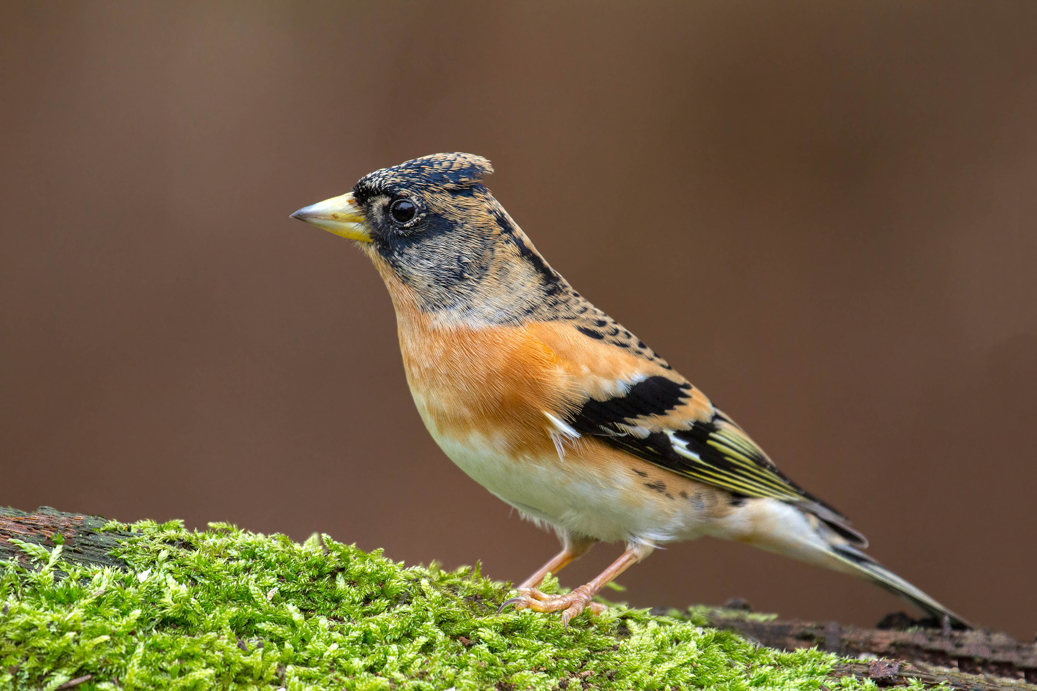 Canon EOS 7D sample photo. 'crested' brambling photography