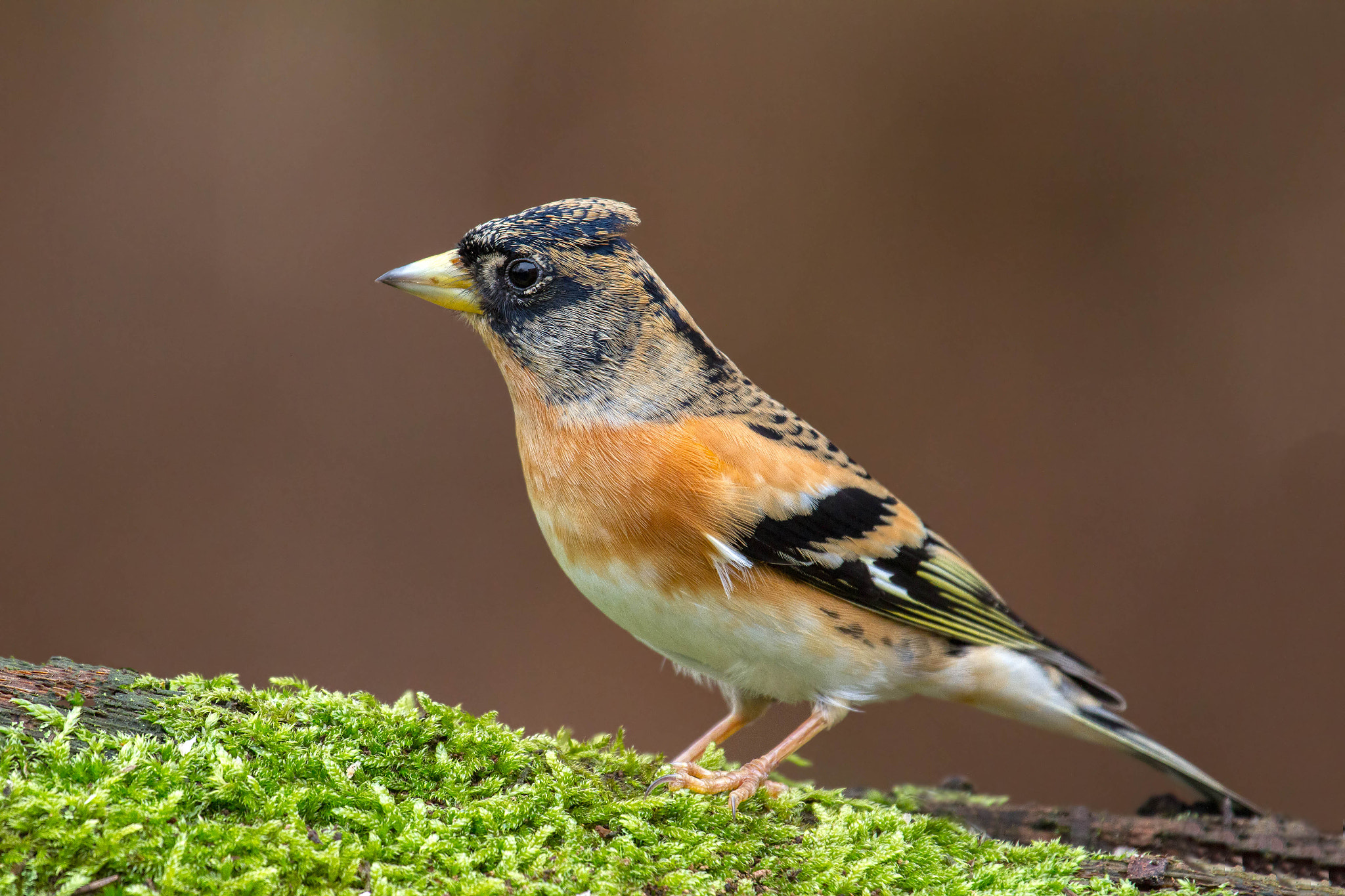 Canon EF 100-400mm F4.5-5.6L IS USM sample photo. 'crested' brambling photography