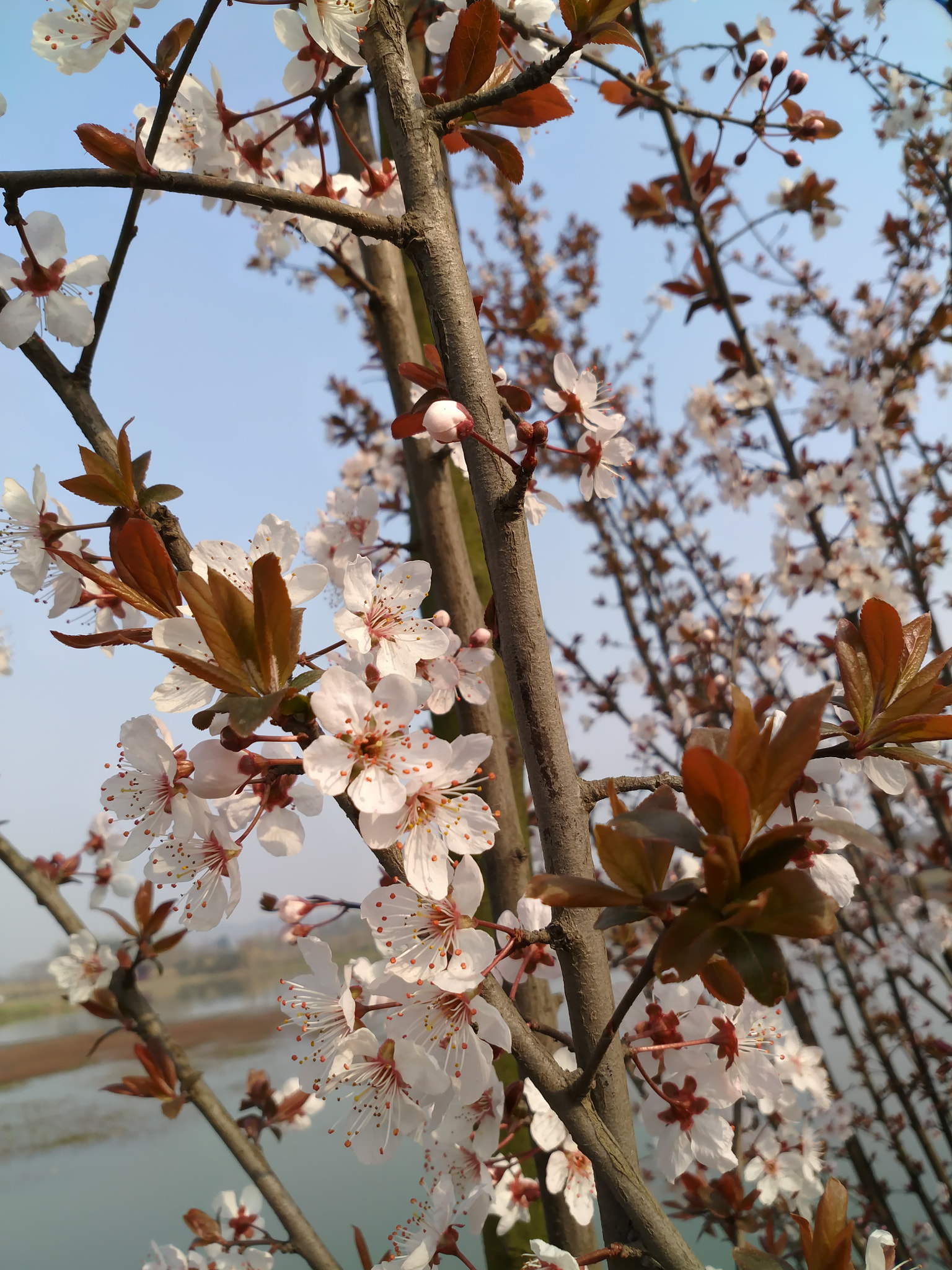 Xiaomi MI 5s Plus sample photo