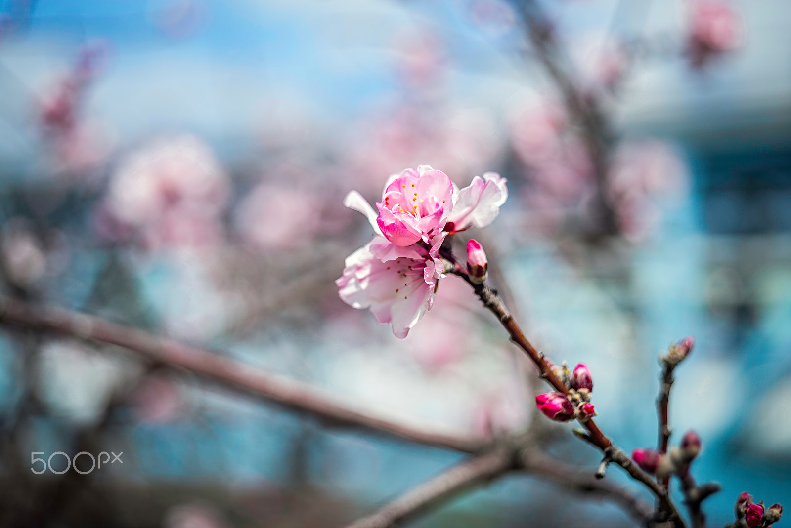 Leica M (Typ 240) + Summicron 1:2/50 Leitz sample photo. Blossoming photography