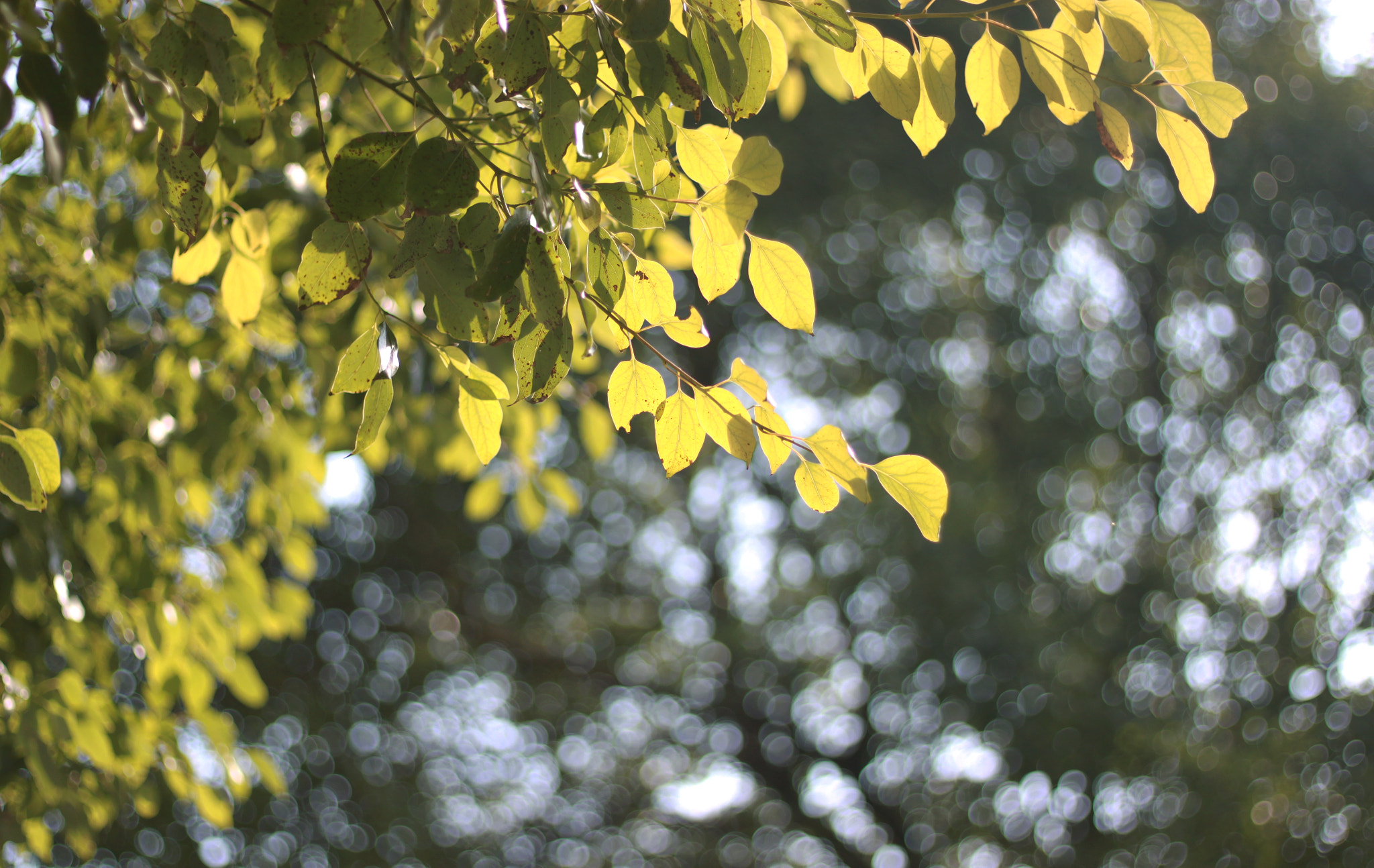 Canon EOS 500D (EOS Rebel T1i / EOS Kiss X3) + Canon EF 50mm F1.8 STM sample photo. 副本 photography