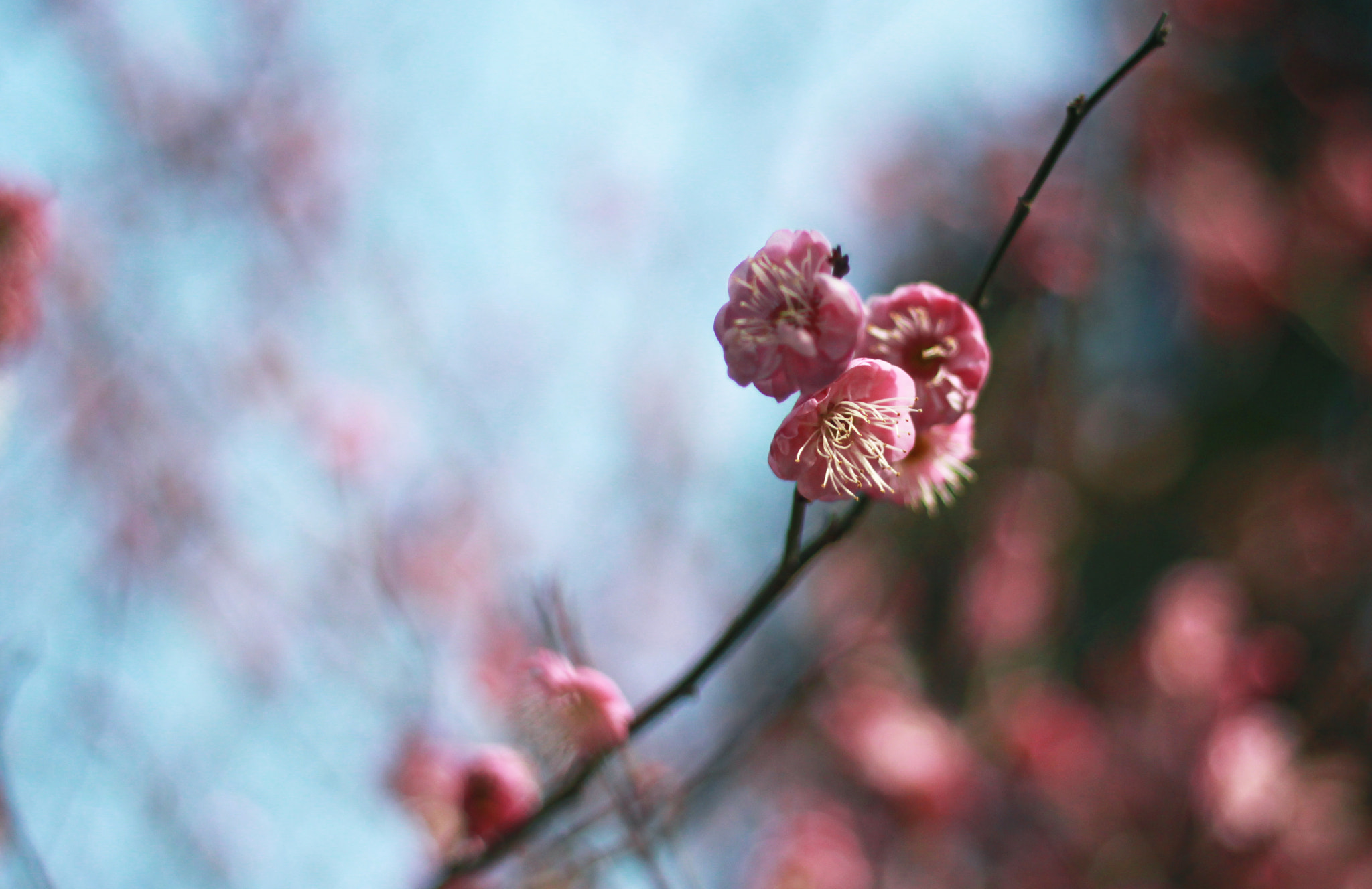 Canon EOS 500D (EOS Rebel T1i / EOS Kiss X3) + Canon EF 50mm F1.8 STM sample photo. 副本 photography