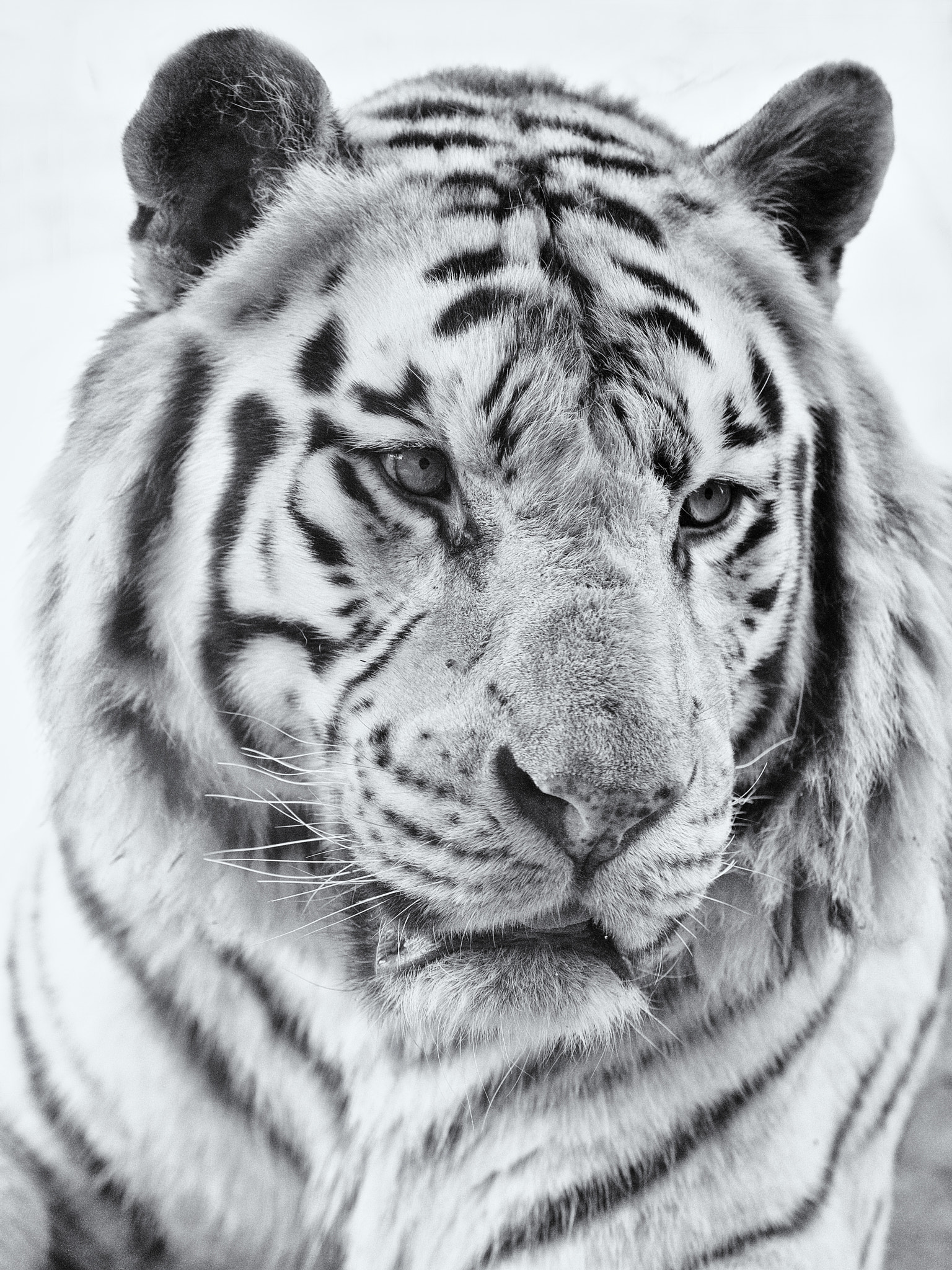 Canon EOS 5D Mark II + Canon EF 70-200mm F2.8L USM sample photo. Portrait of a white tiger male photography