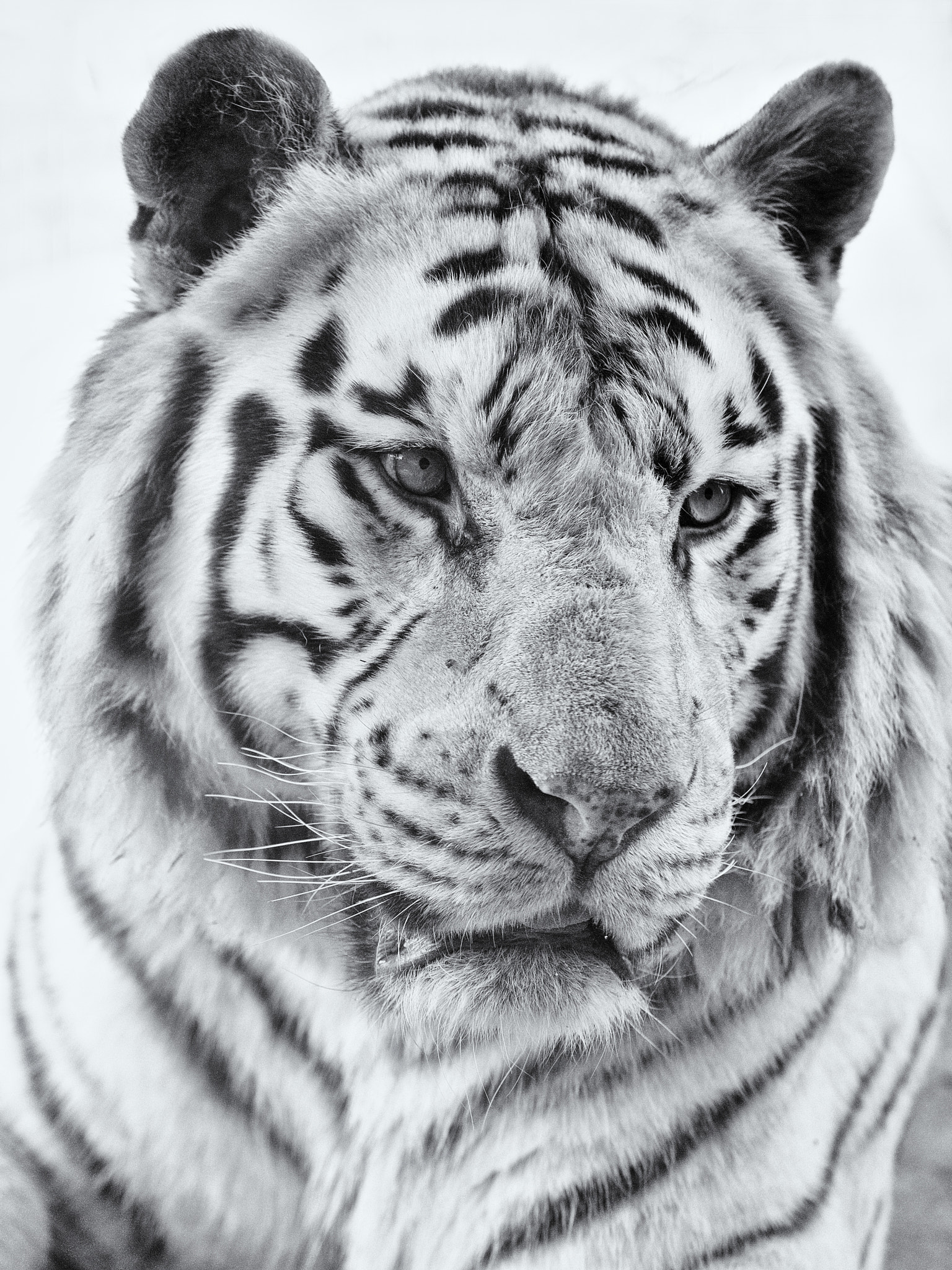 Canon EF 70-200mm F2.8L USM sample photo. Portrait of a white tiger male photography