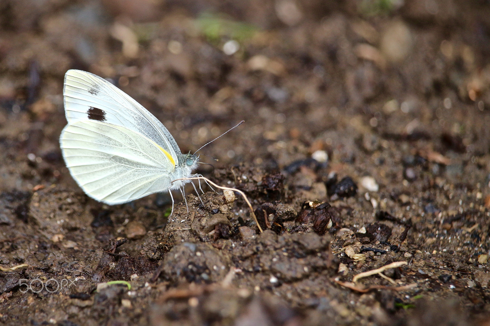 Canon EOS 100D (EOS Rebel SL1 / EOS Kiss X7) sample photo. Cabbage butterfly photography
