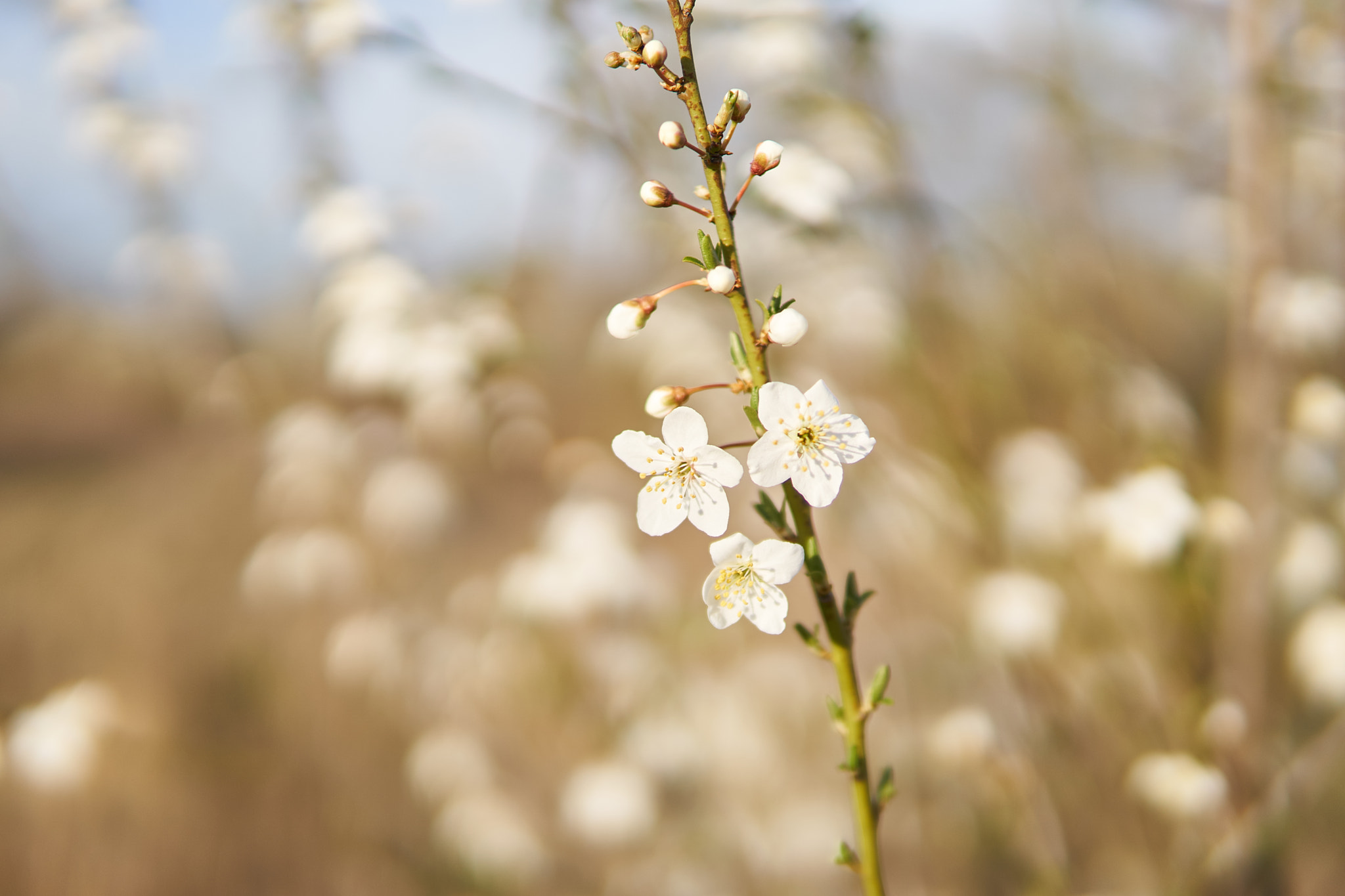 Sony a6300 + 30mm F1.4 DC DN | Contemporary 016 sample photo. Nature photography