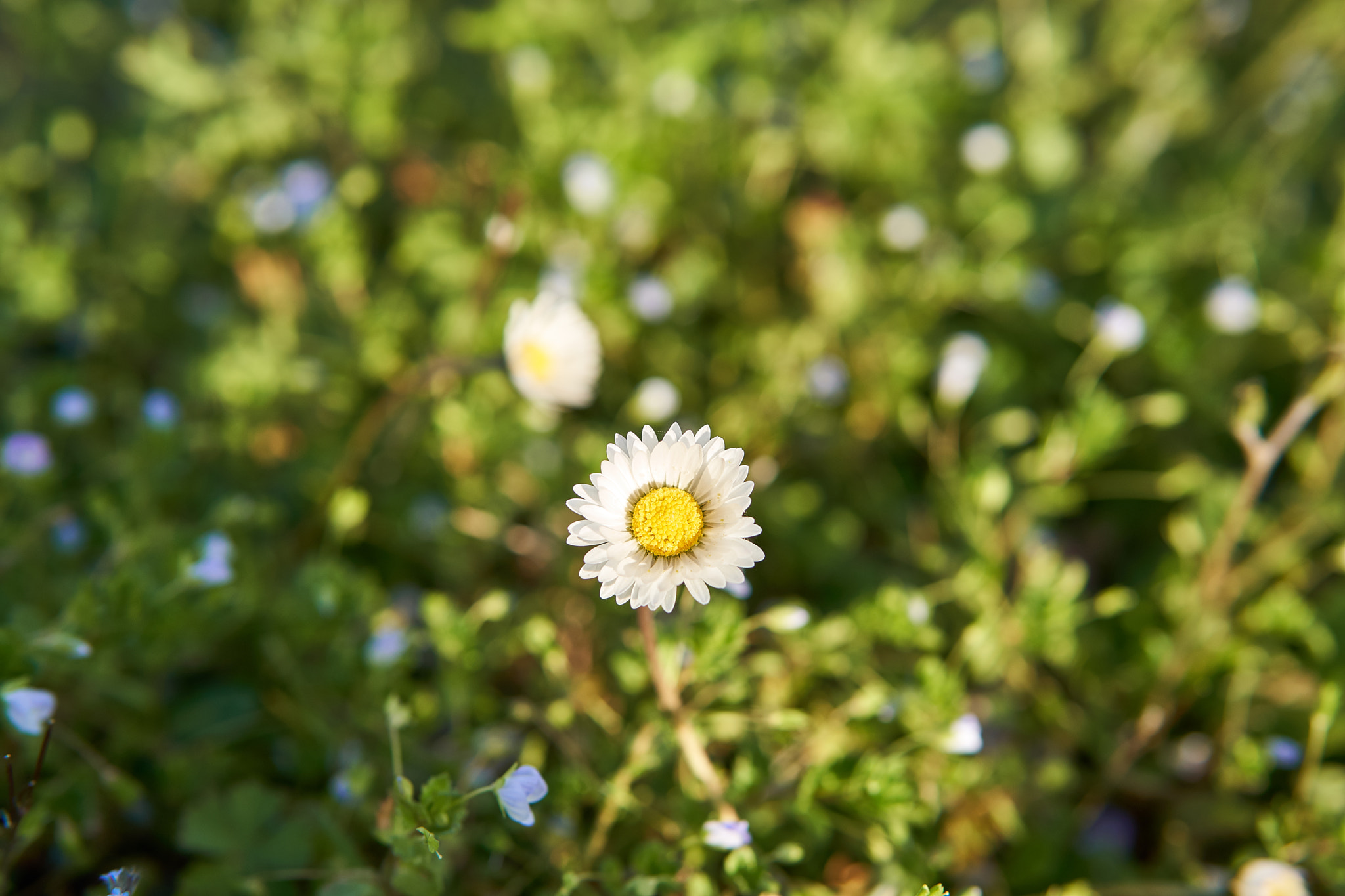 Sony a6300 + 30mm F1.4 DC DN | Contemporary 016 sample photo. O_o photography