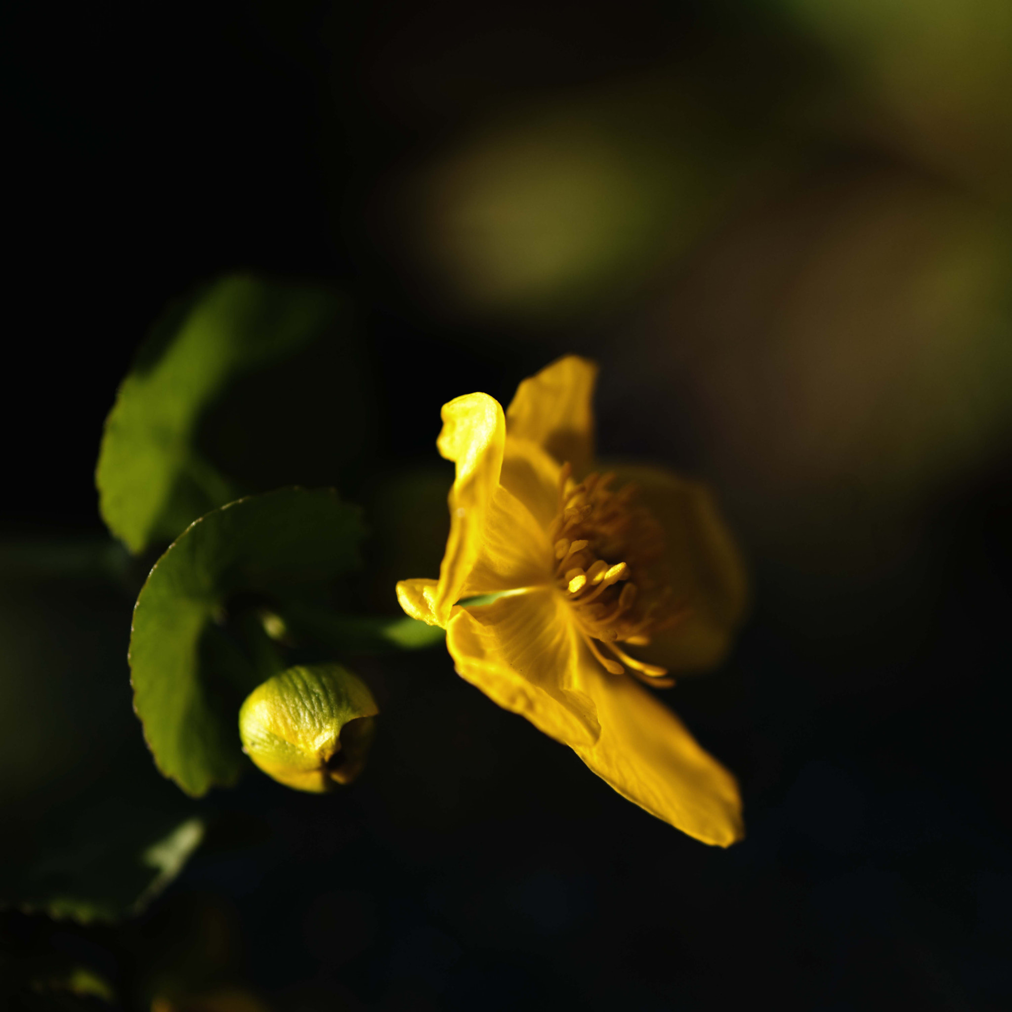 Nikon AF-S Micro-Nikkor 105mm F2.8G IF-ED VR sample photo. Voices of light6 photography