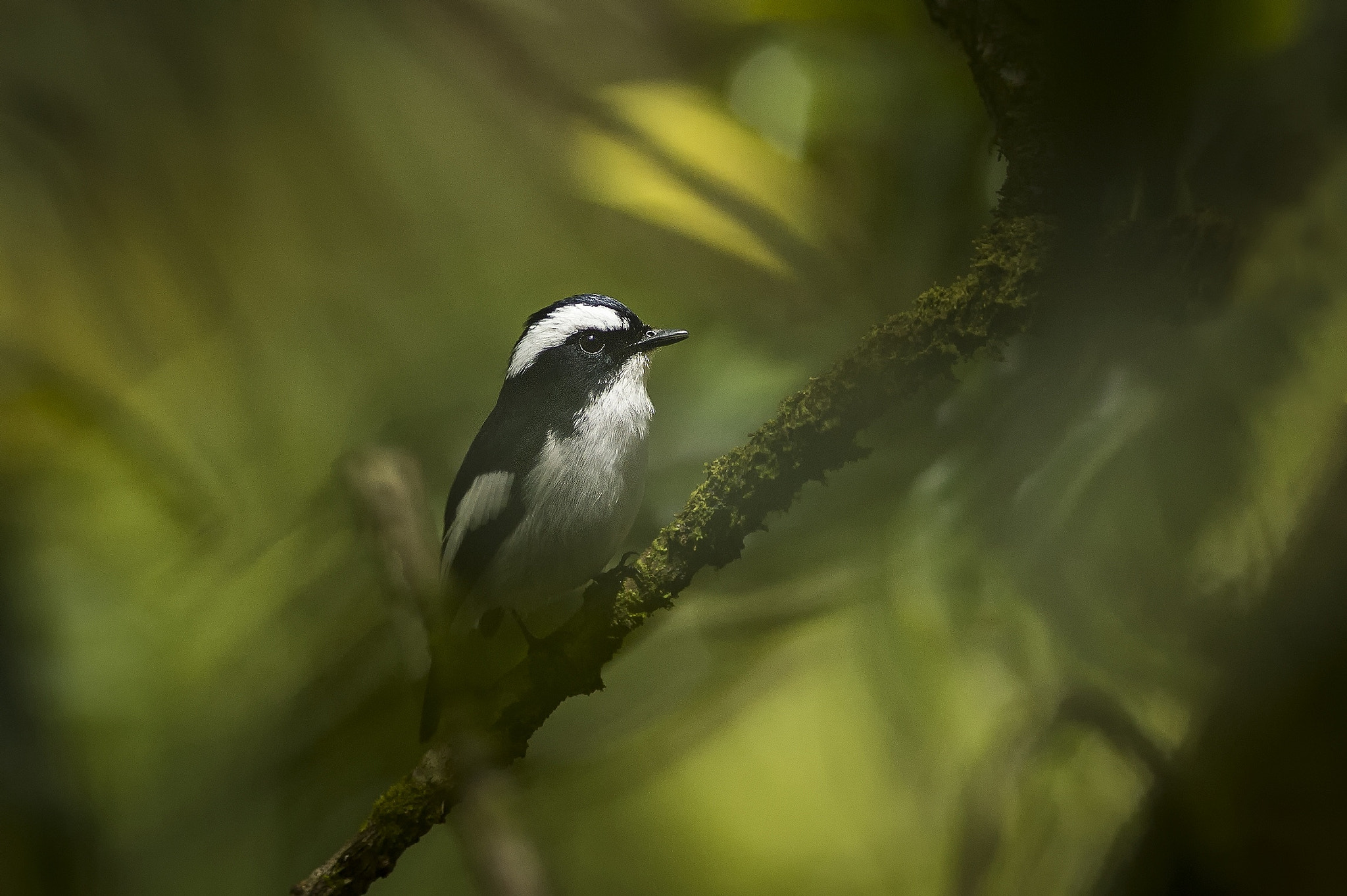Nikon AF-S Nikkor 300mm F2.8G ED VR II sample photo. Little pied flycatcher photography