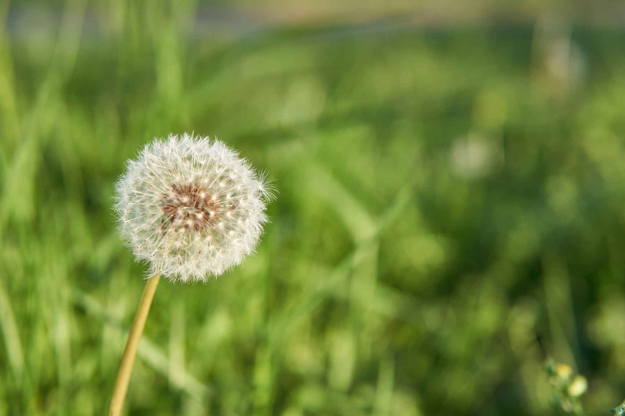Sony a6300 + 30mm F1.4 DC DN | Contemporary 016 sample photo. Soffione photography