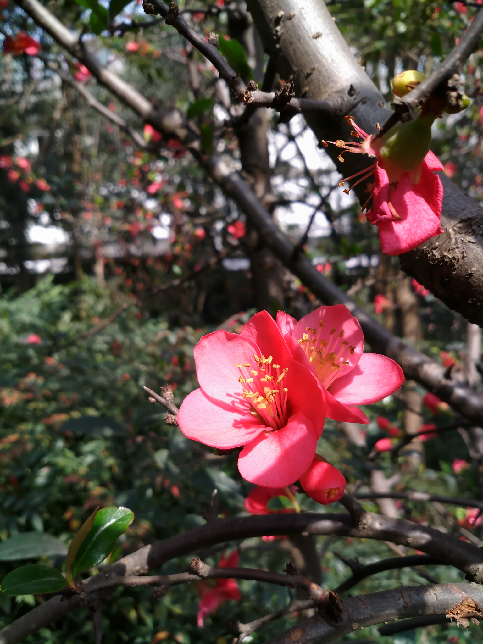 Xiaomi MI 5s Plus sample photo