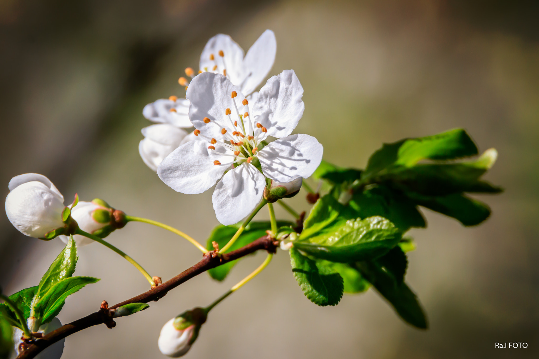 Canon EF 28-300mm F3.5-5.6L IS USM sample photo. Itt a tavasz photography