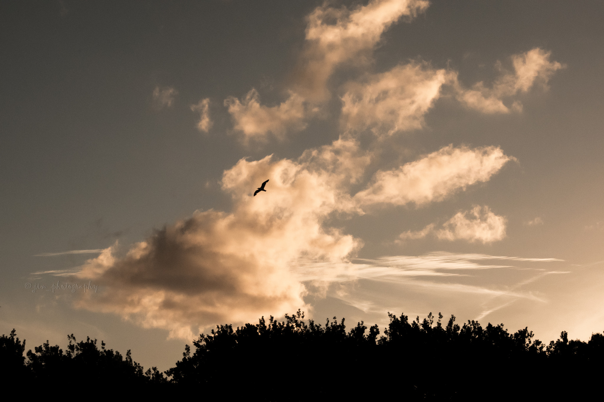 Nikon D5500 sample photo. King of the sky photography
