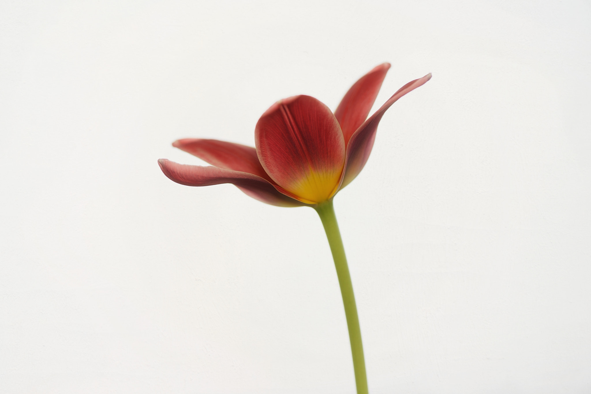 Nikon D610 sample photo. Another tulip portrait photography