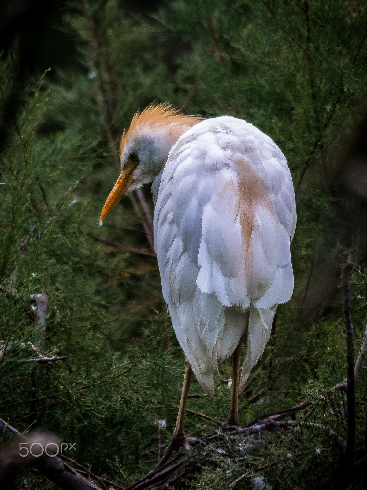 Nikon D7100 + Sigma 120-400mm F4.5-5.6 DG OS HSM sample photo. Héron garde boeuf photography