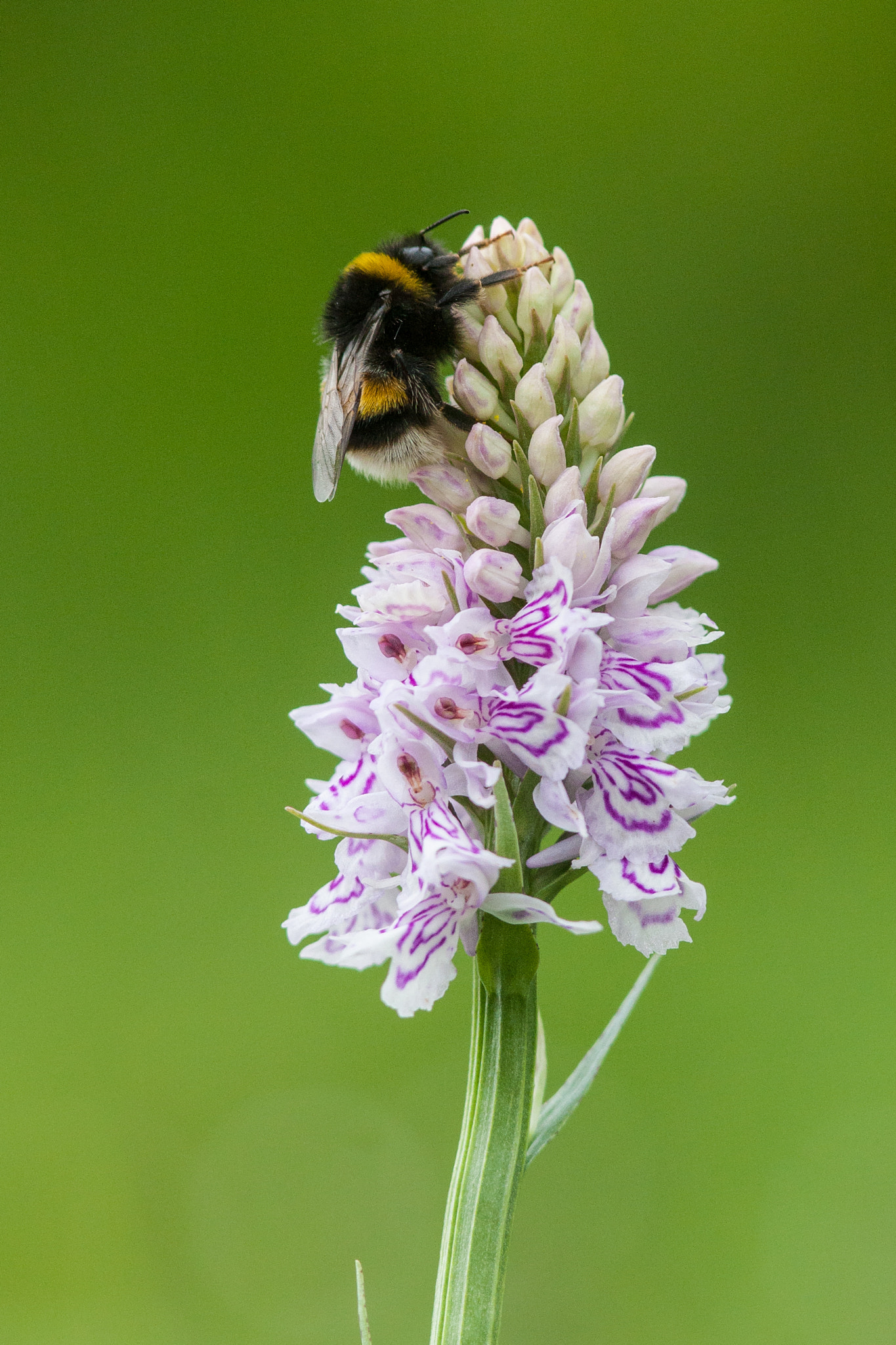 Canon EOS 40D + Canon EF 300mm F4L IS USM sample photo. Common spotted orchid photography