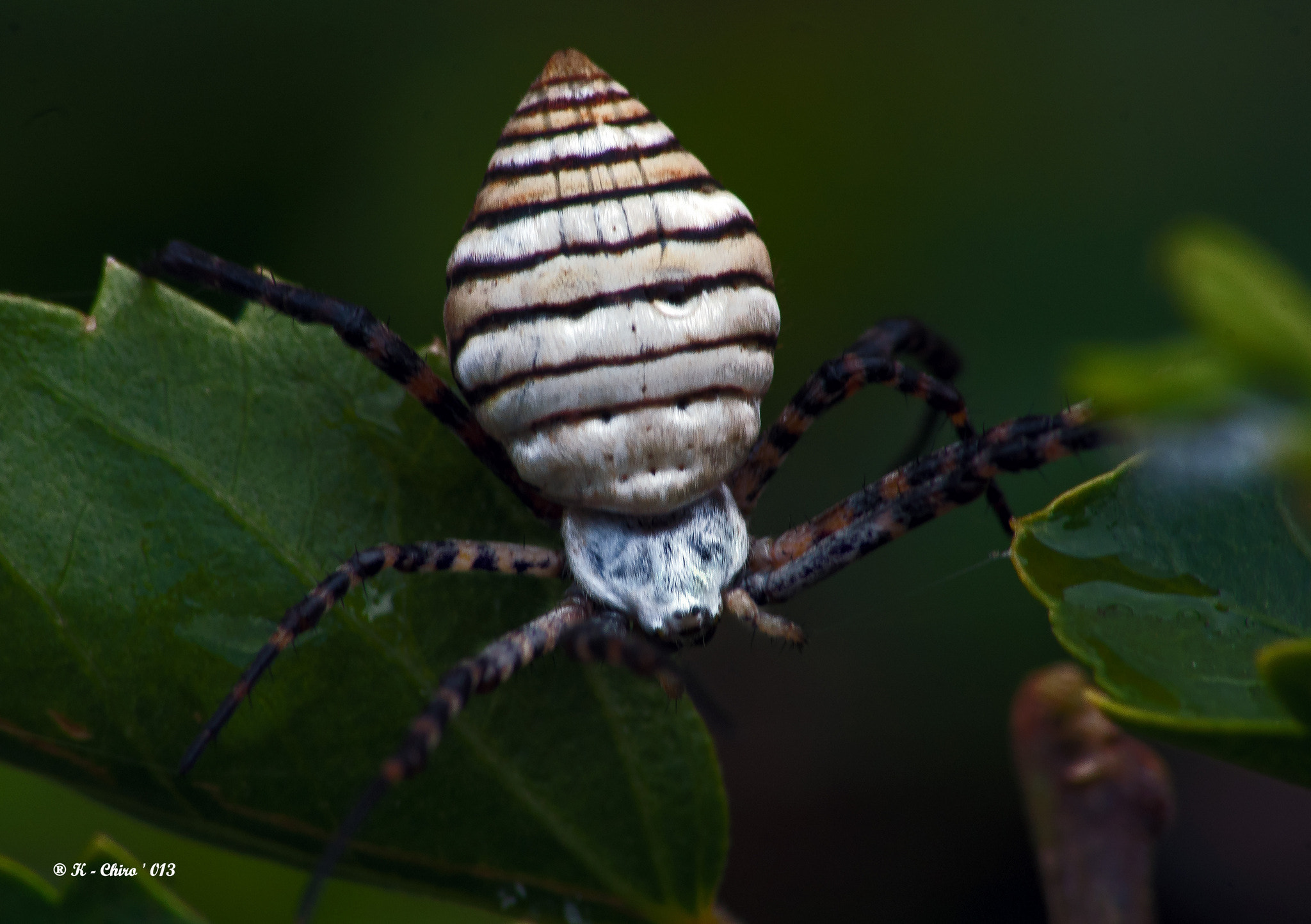 Sigma 70-300mm F4-5.6 APO DG Macro sample photo. Araña 3 photography