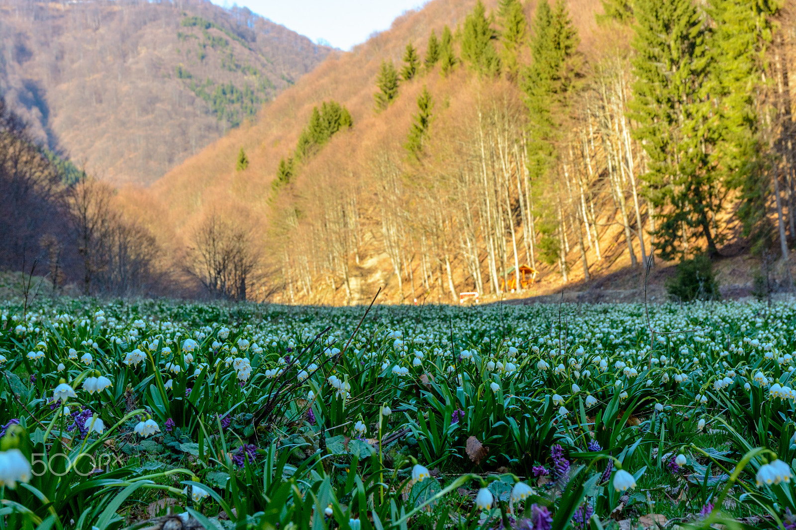 Nikon D7100 sample photo. Snowdrops valley photography