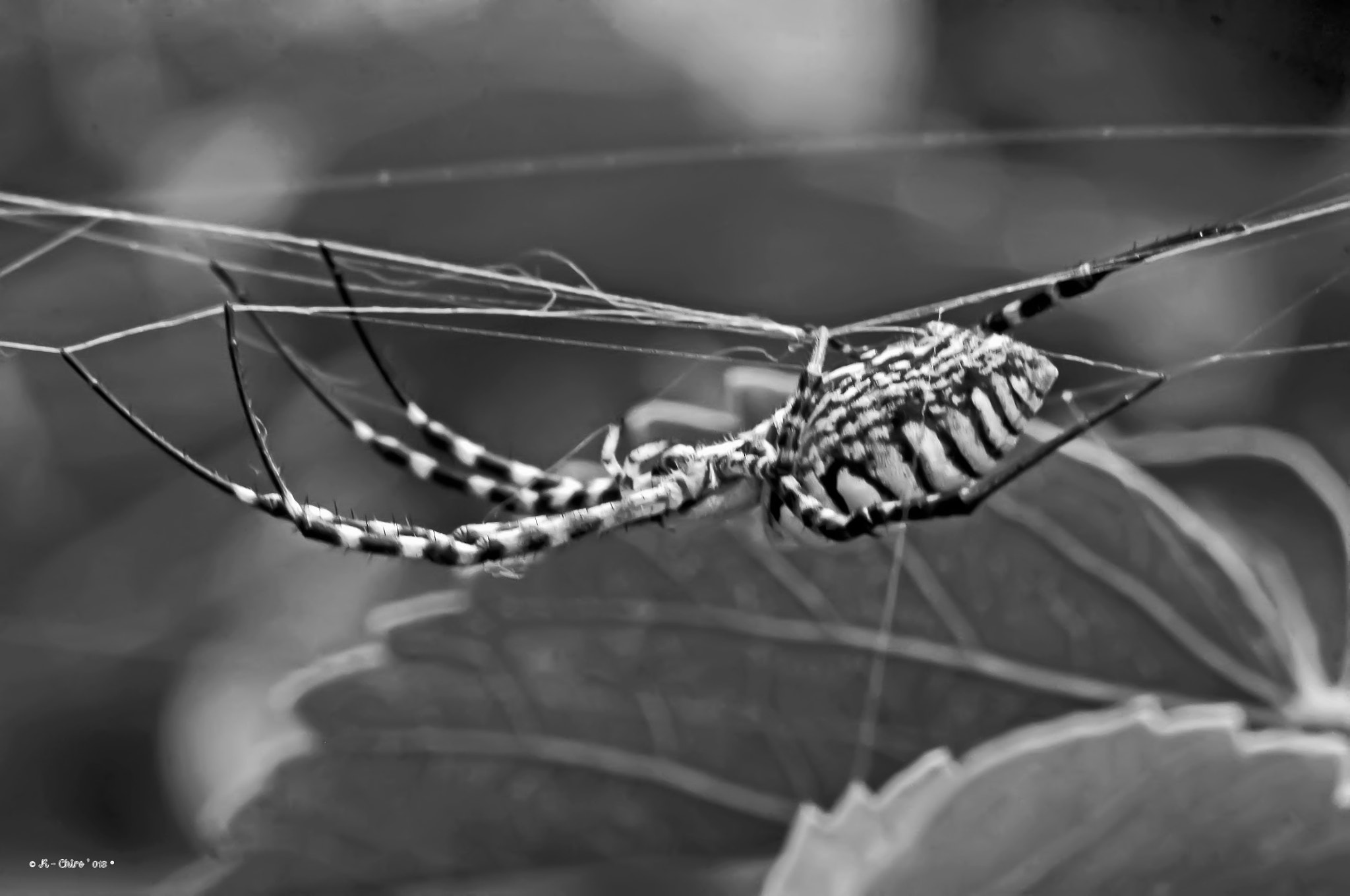 Sigma 70-300mm F4-5.6 APO DG Macro sample photo. Araña byn photography