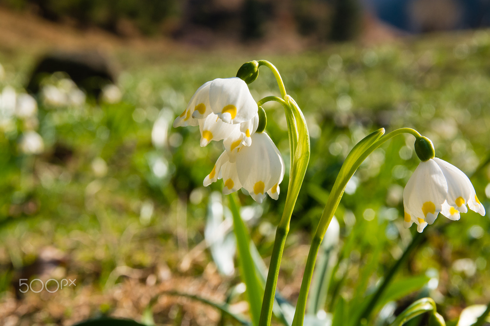 Nikon D7100 sample photo. Snowdrops photography