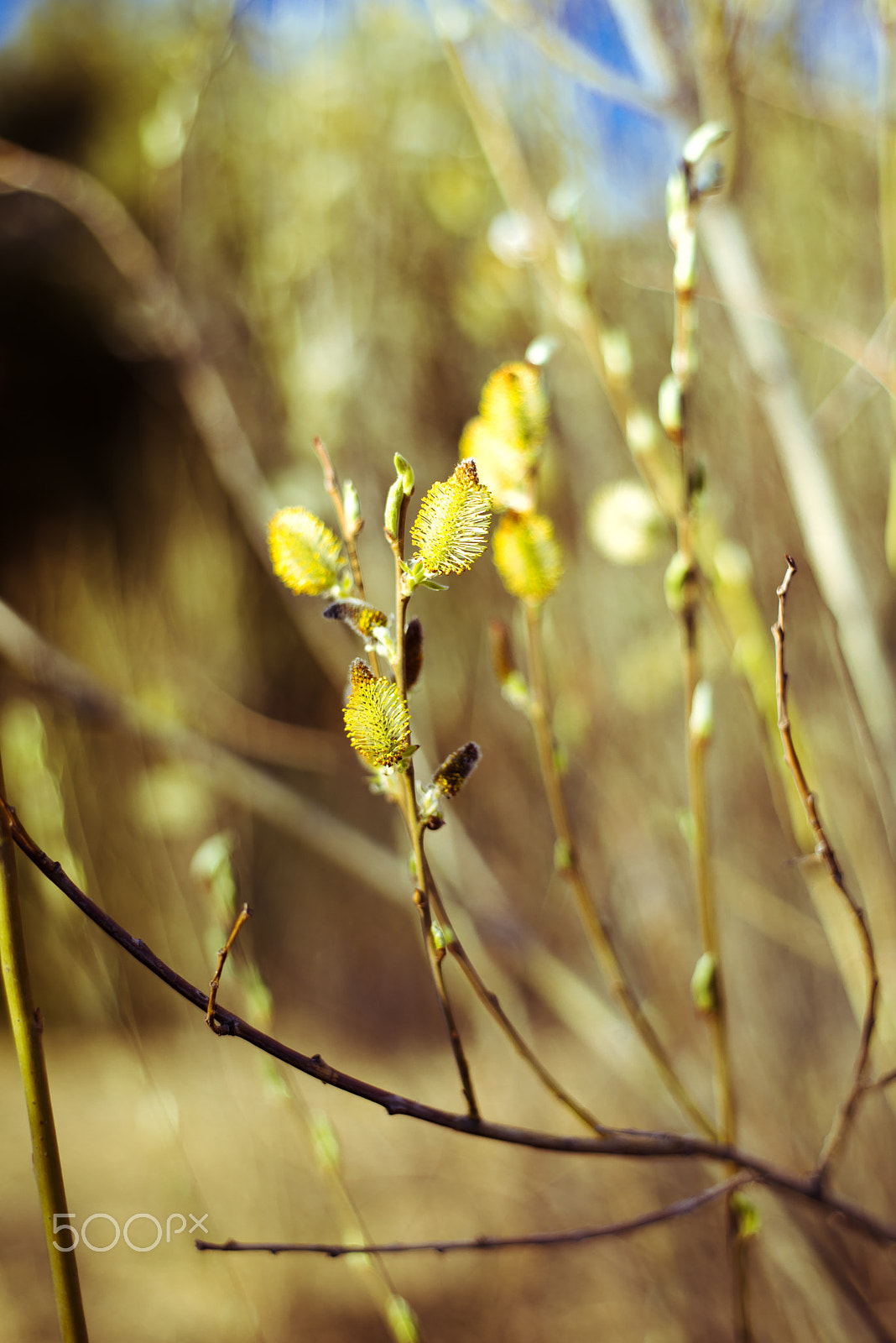 Nikon D800 sample photo. Vernal aspect. new season of spring in scandinavia, willow twigs, willow catkins, dr tonemapped photography