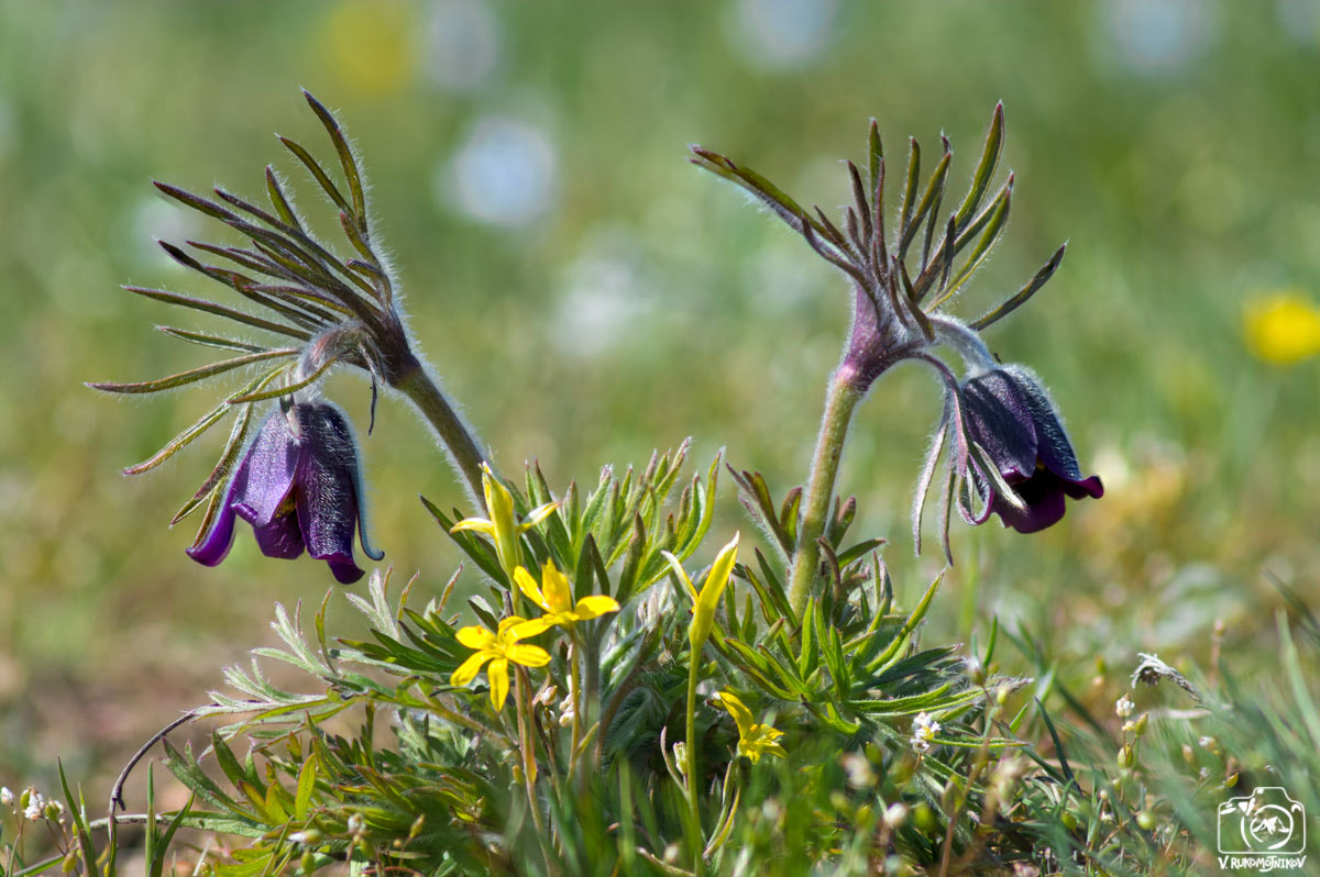 Nikon D7100 sample photo. Sleep-grass photography