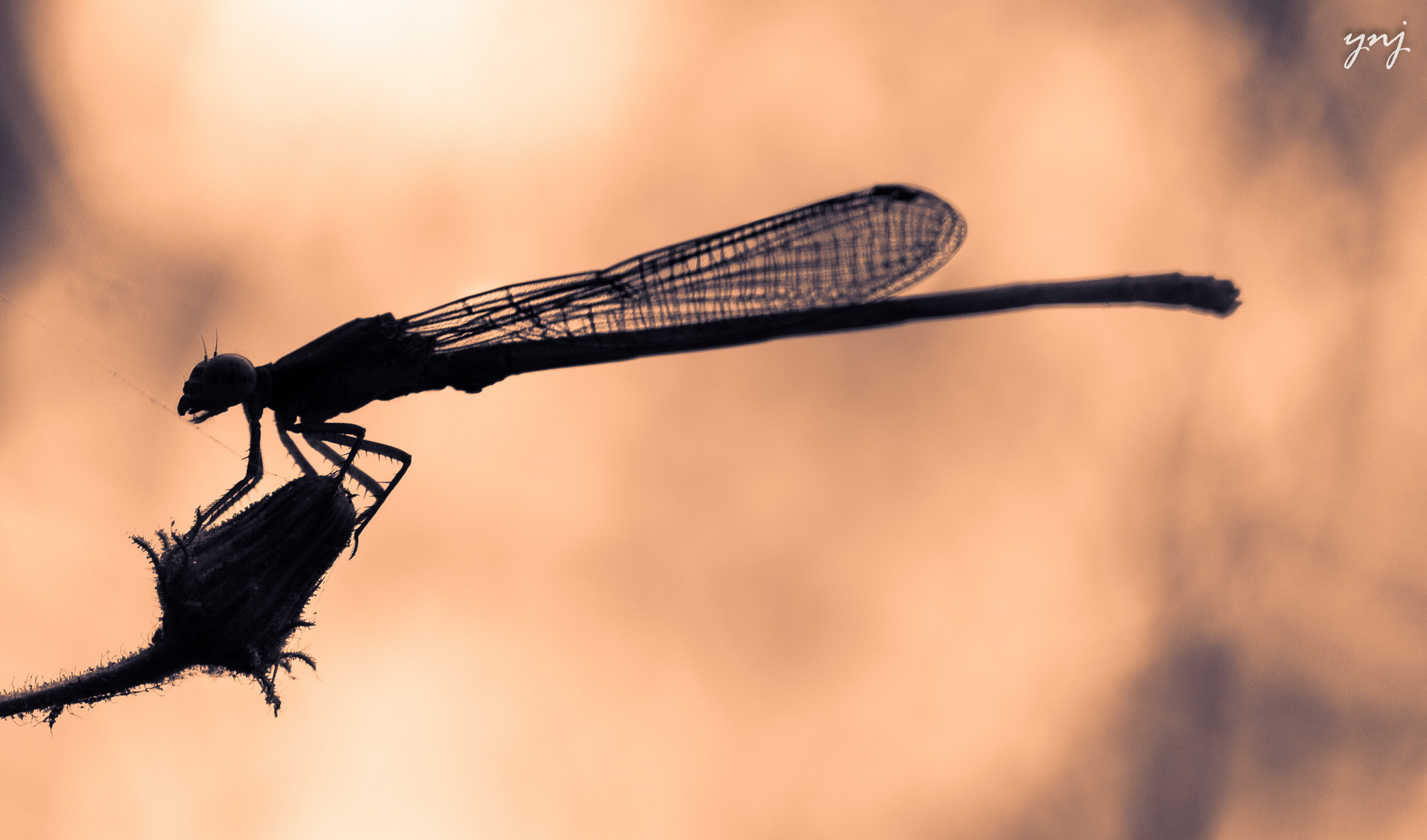 Canon EF 100mm F2.8 Macro USM sample photo. Fun with insect silhouettes continue photography