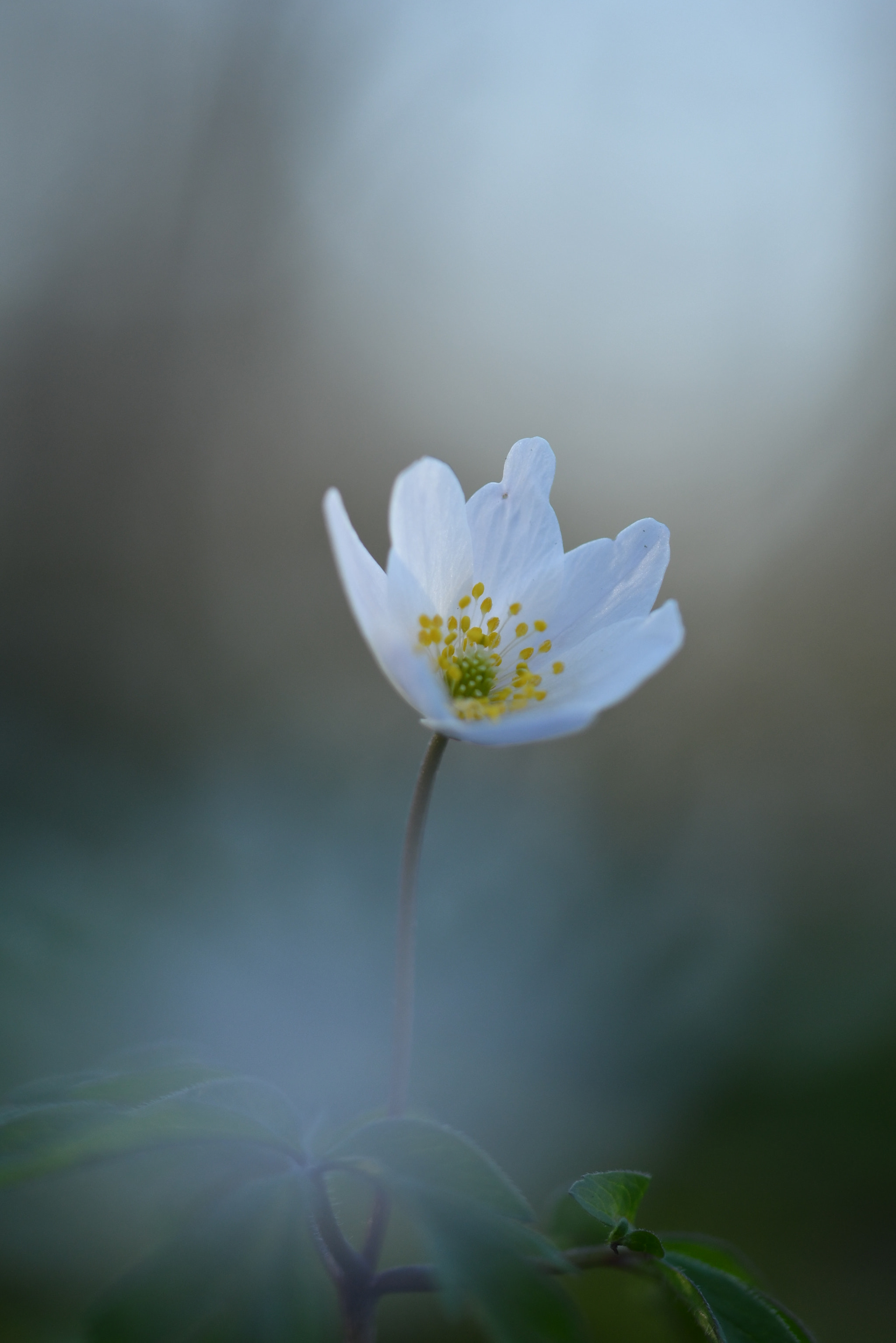 Sigma 105mm F2.8 EX DG OS HSM sample photo. Belle des bois photography