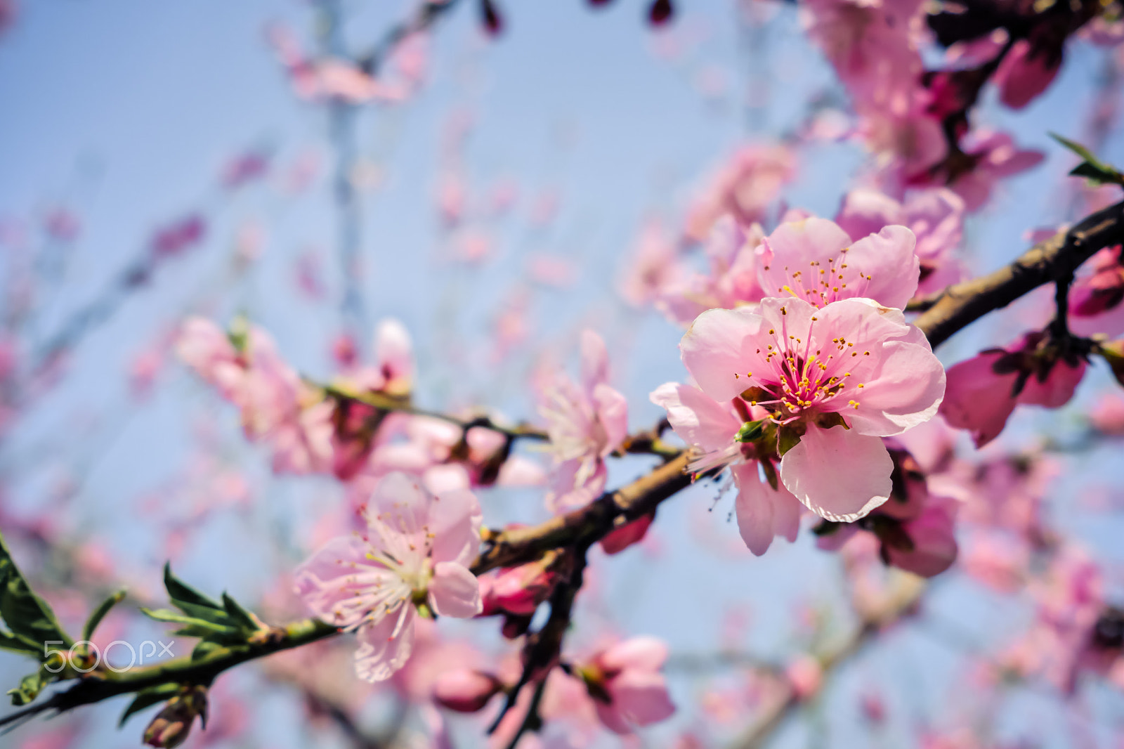 Fujifilm X-Pro2 sample photo. Flowers photography