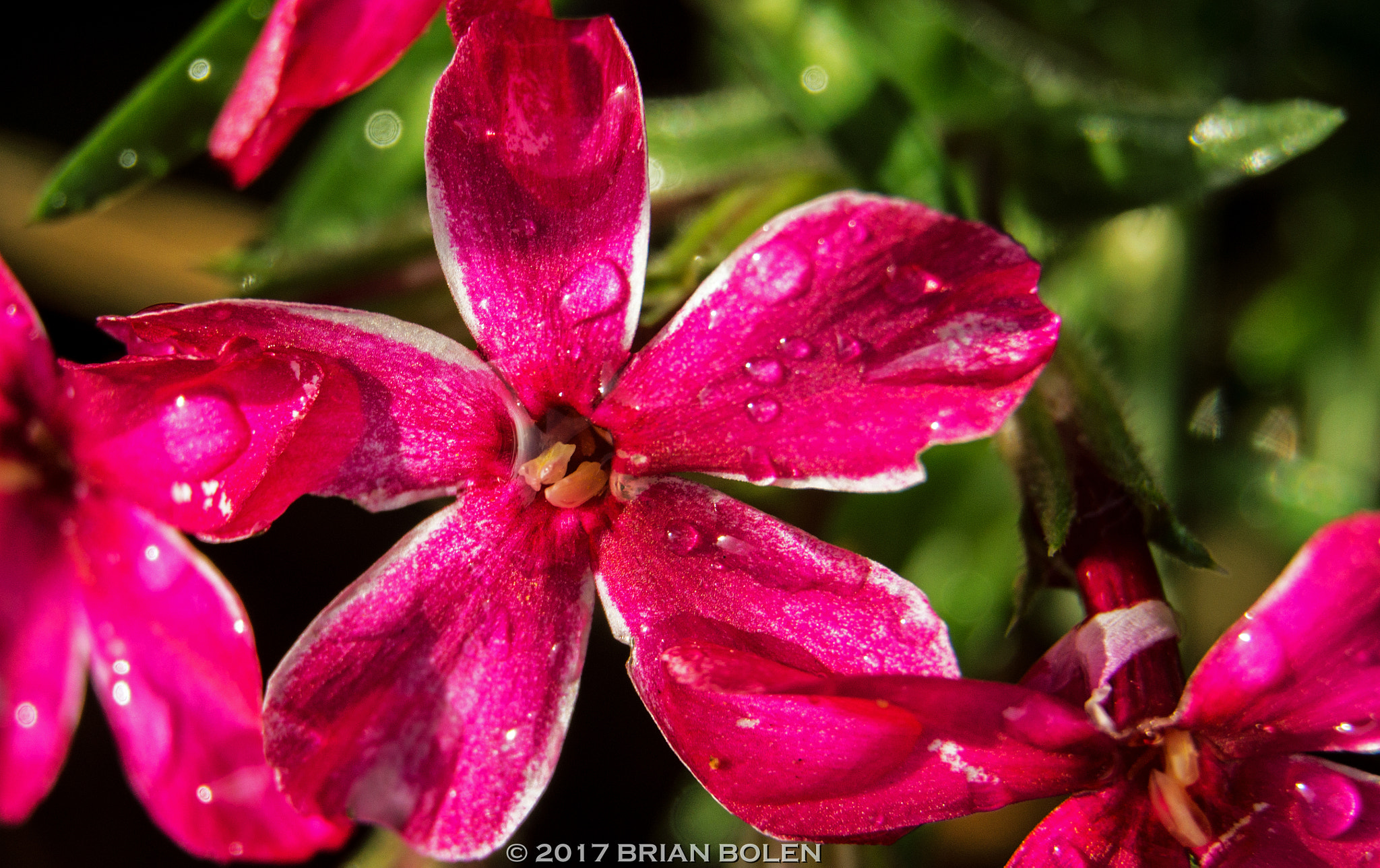 Sony DT 18-135mm F3.5-5.6 SAM sample photo. Pink prairie phlox photography