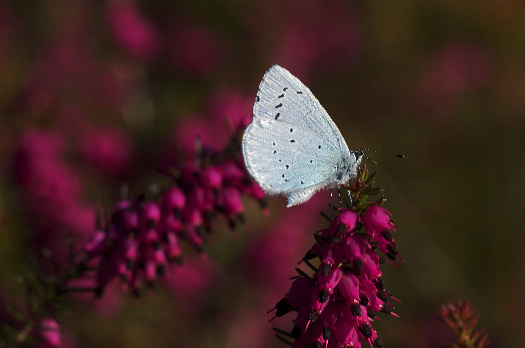 Sigma APO Macro 150mm f/2.8 EX DG HSM sample photo. Common blue photography